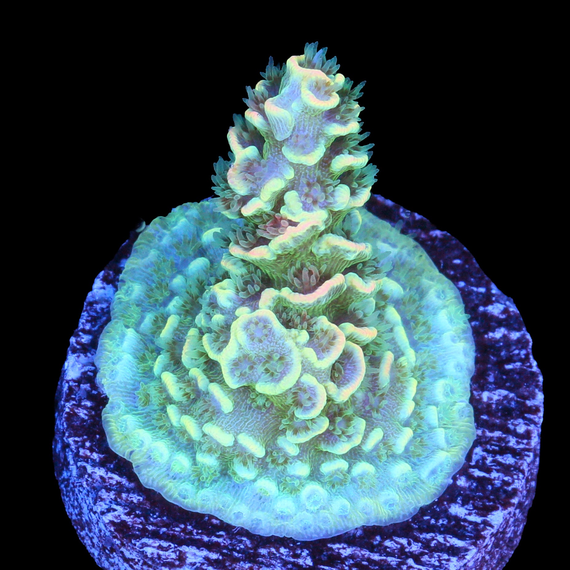 BK Chem Fruit Loops Acropora Coral - 800 Grown
