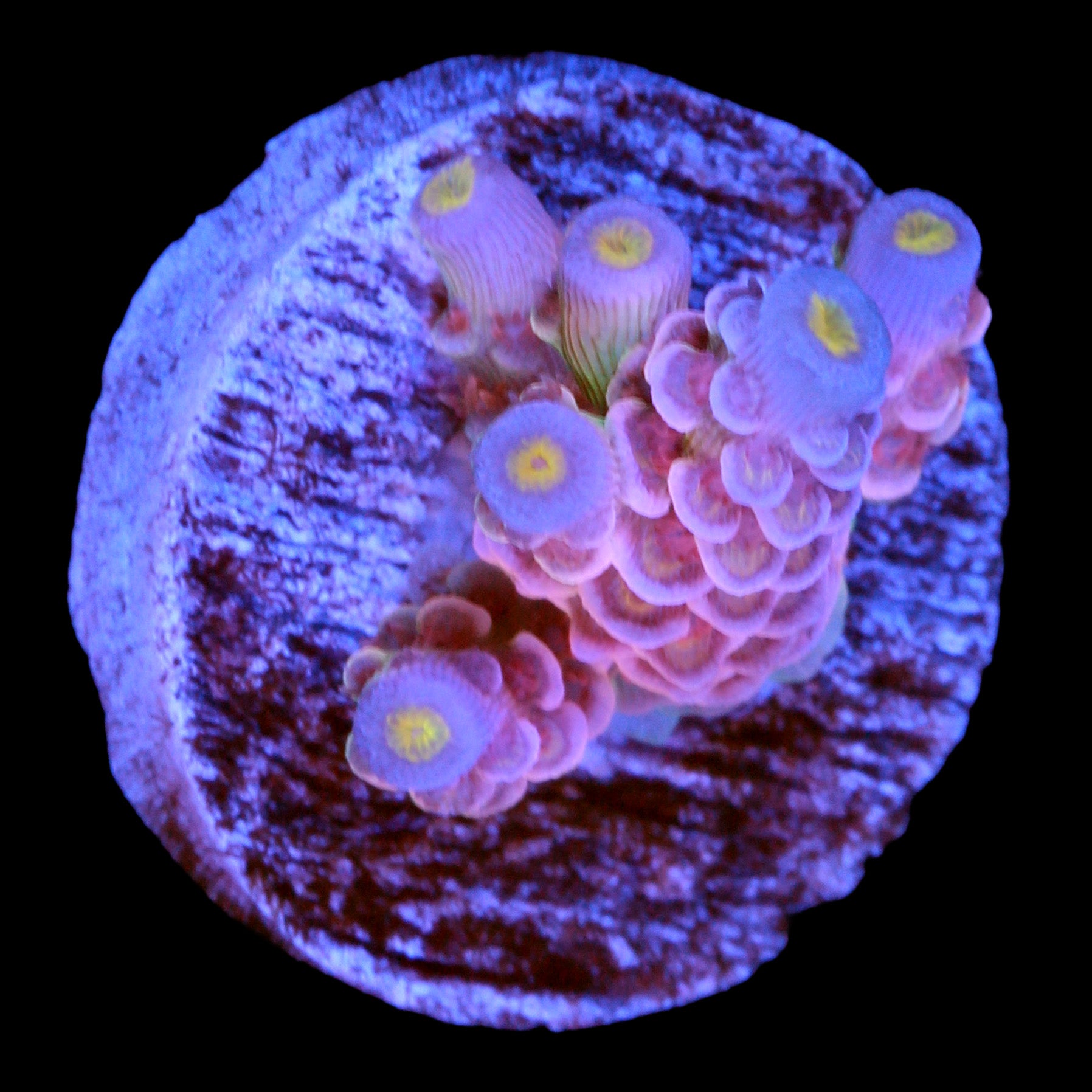 Superbird Acropora Coral - 800 Grown - 6 Corallites