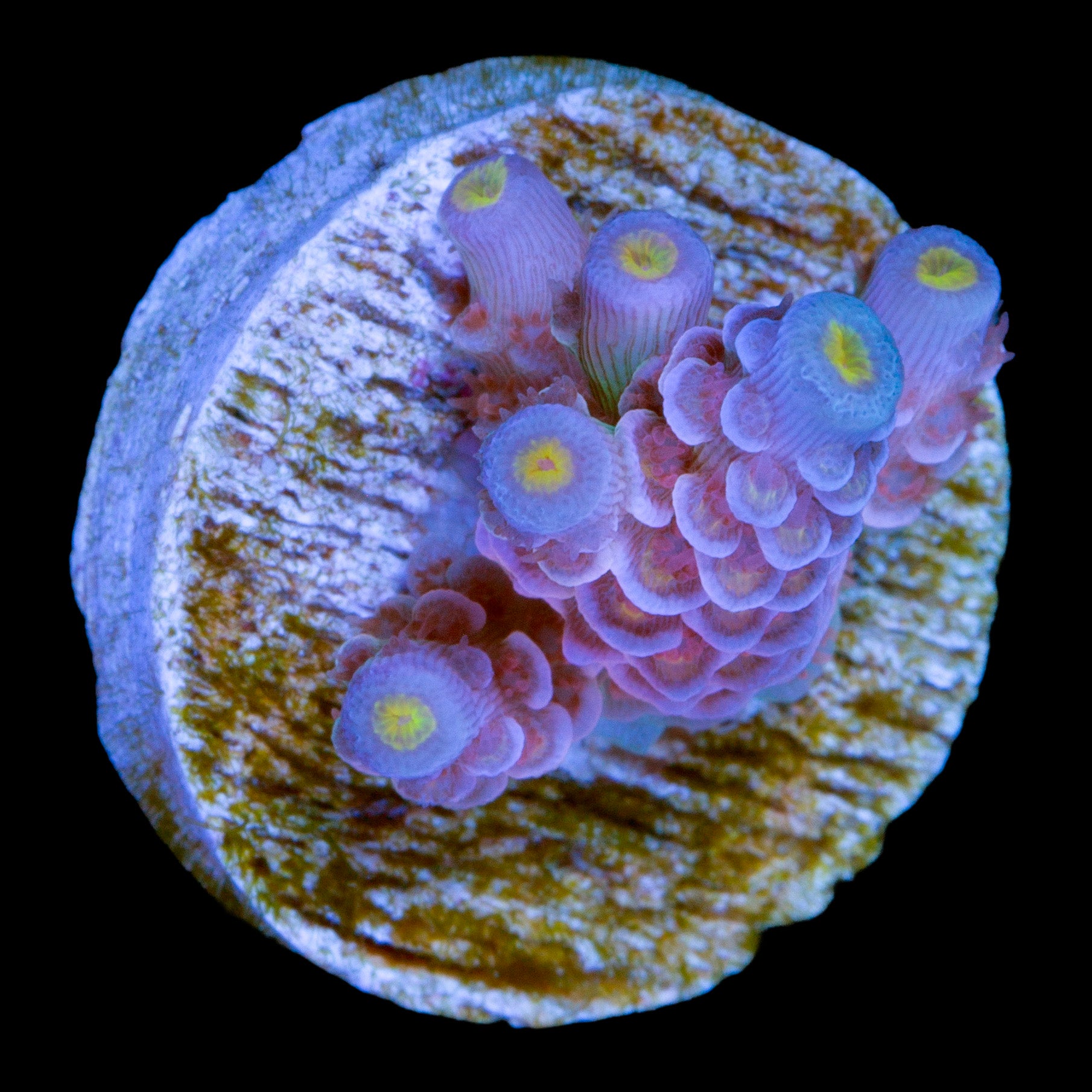 Superbird Acropora Coral - 800 Grown - 6 Corallites