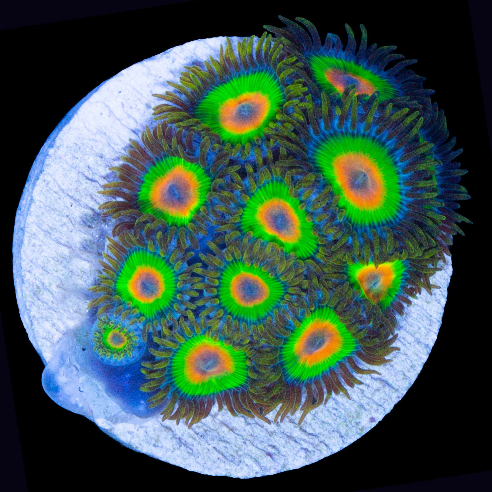 Vivid's Rasta Zoanthid Coral