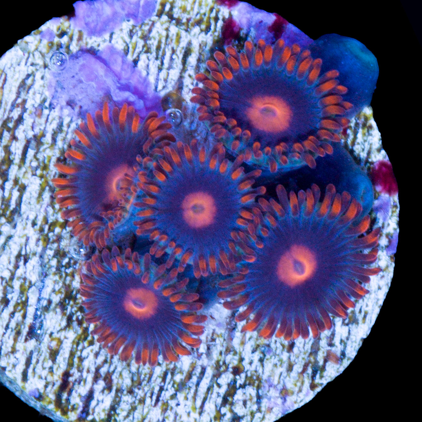 Vivid's Clementine Zoanthid Coral