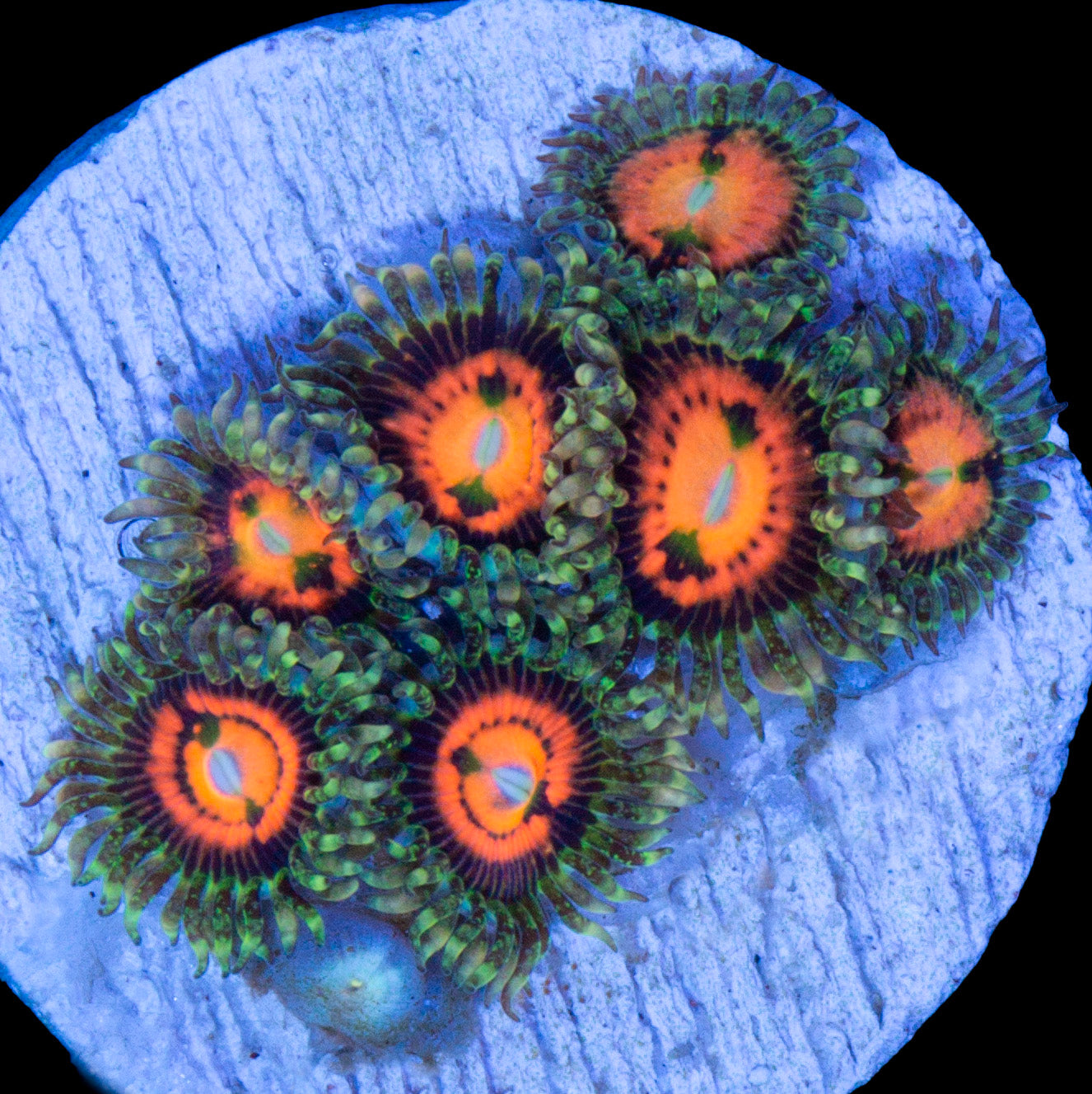 Vivid's Rainbow Incinerator Zoanthid Coral
