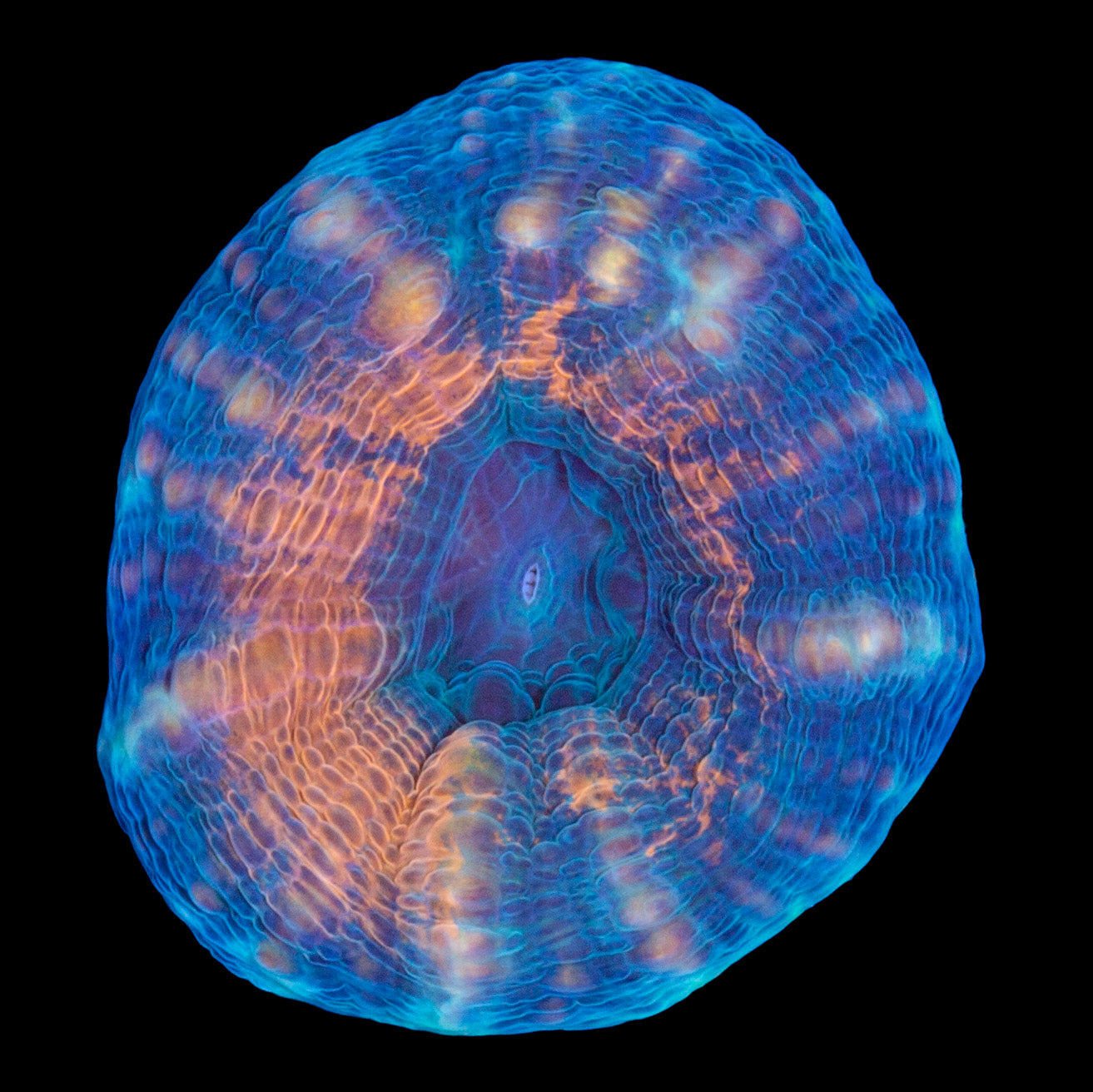 Aussie Molten Lobophyllia Coral