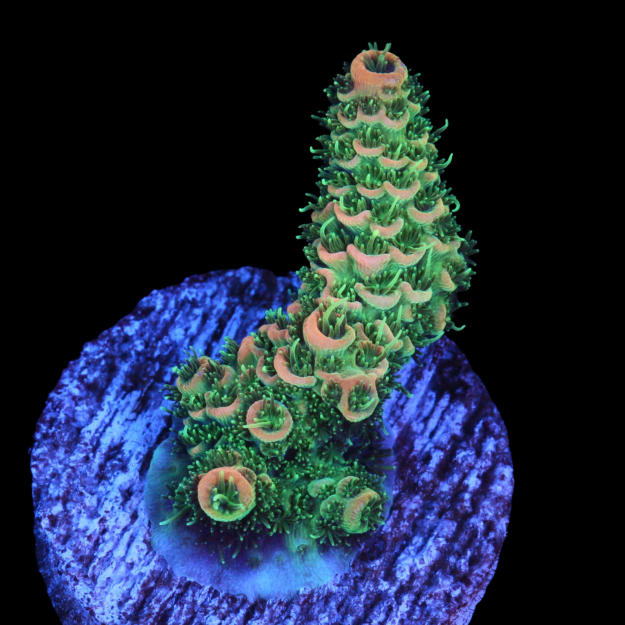 Vivid's Orange Fusion Millepora Acropora Coral