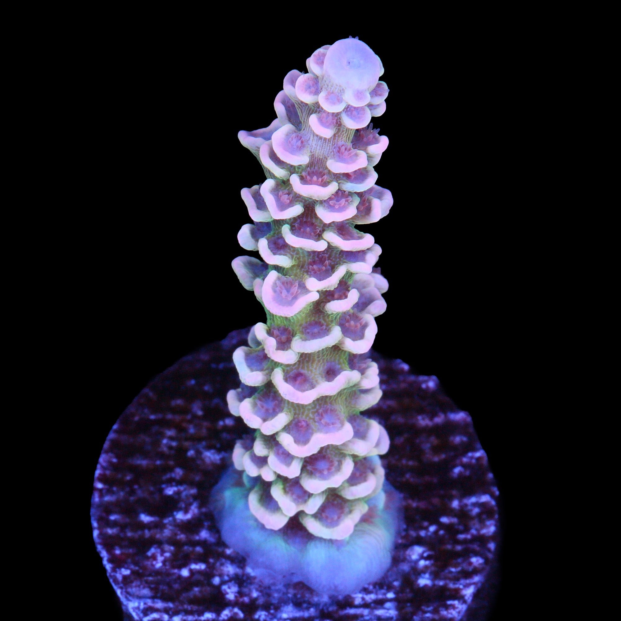 Sakura Tenuis Acropora Coral