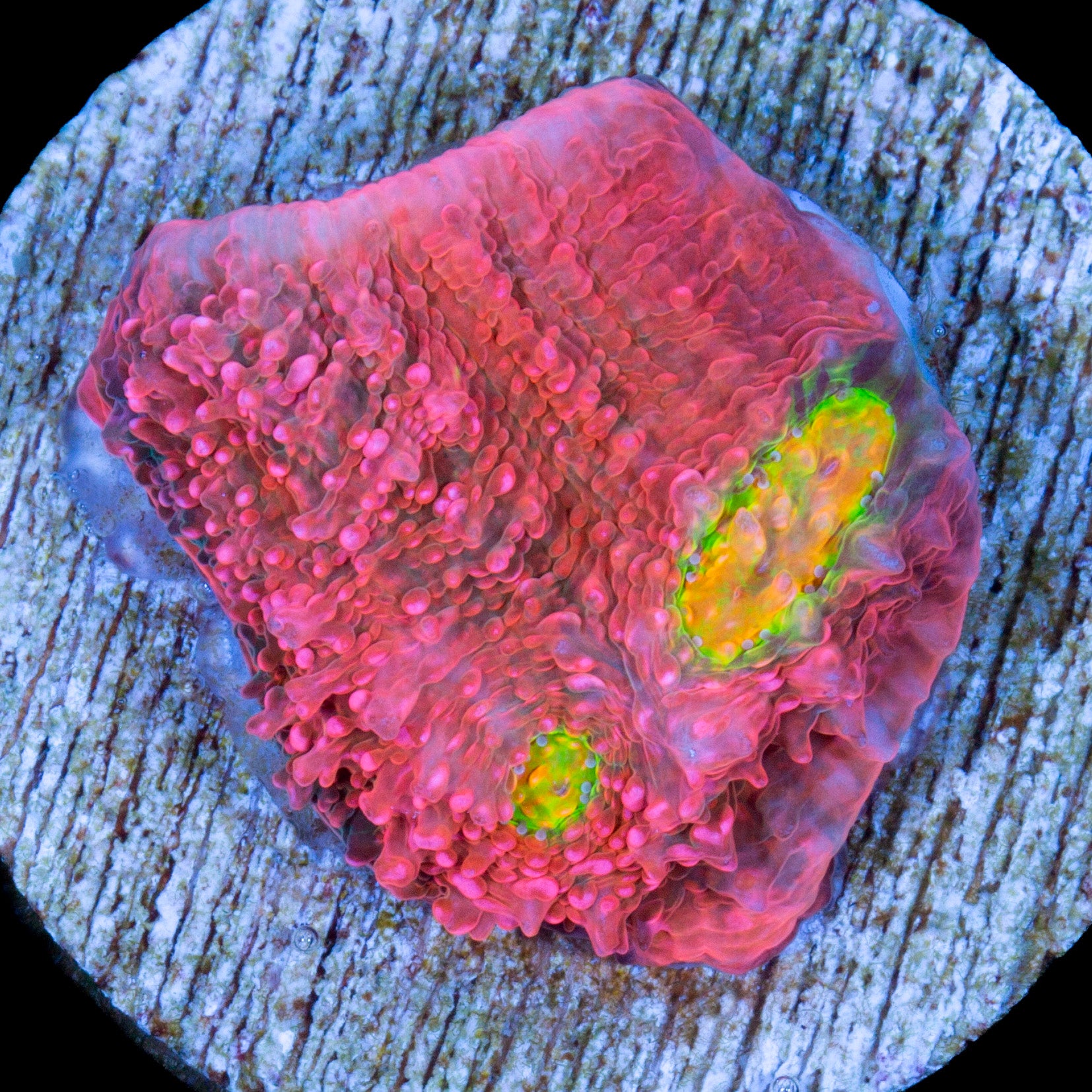 Original Vivid Echinophyllia Coral