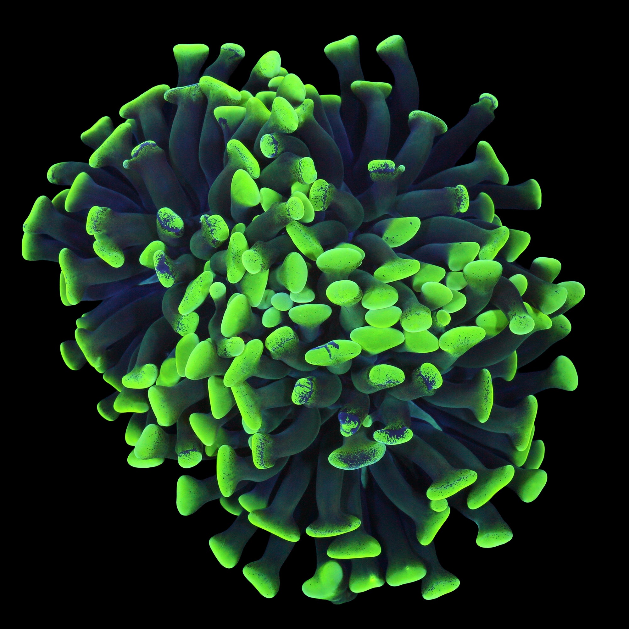 Metallic Green Branching Hammer Coral