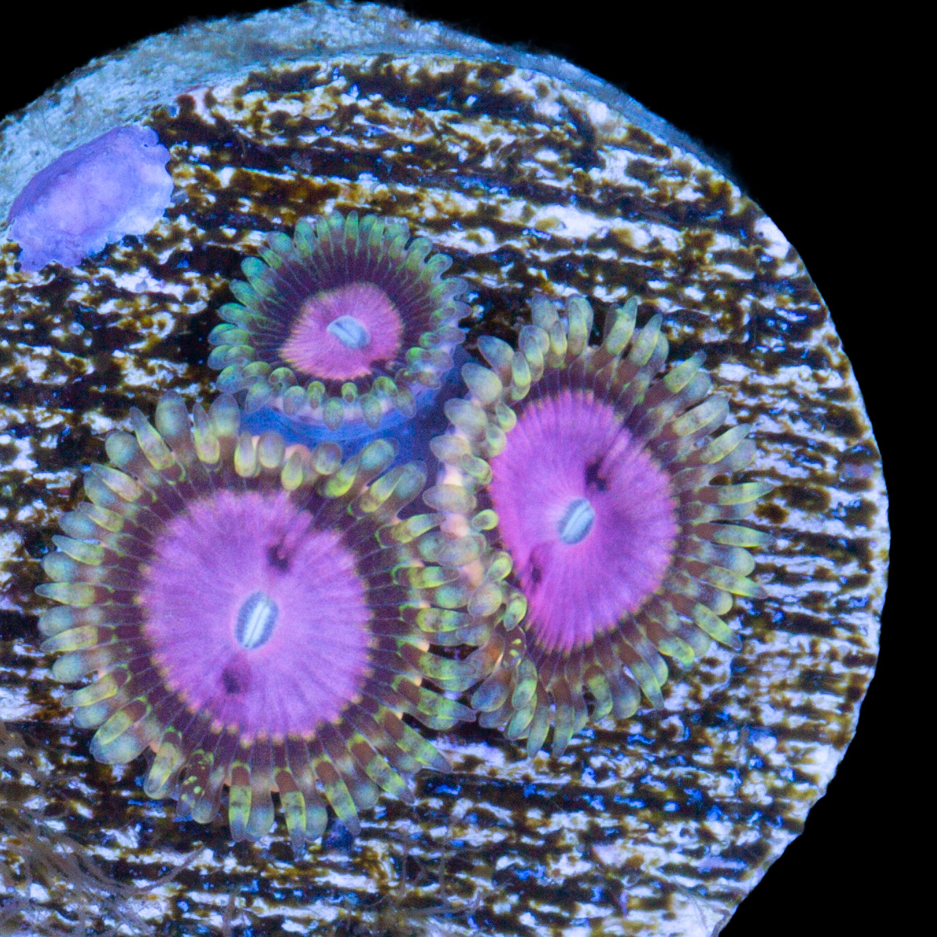 Pink Diamond Zoanthids