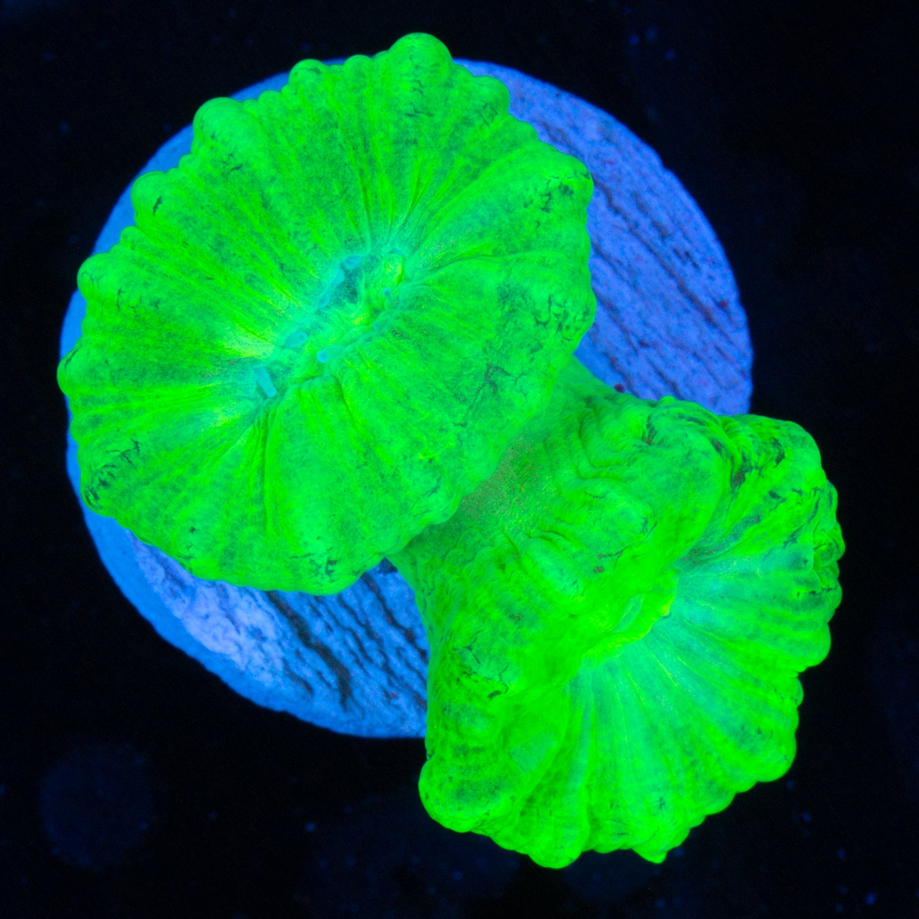 Kryptonite Candy Cane Coral
