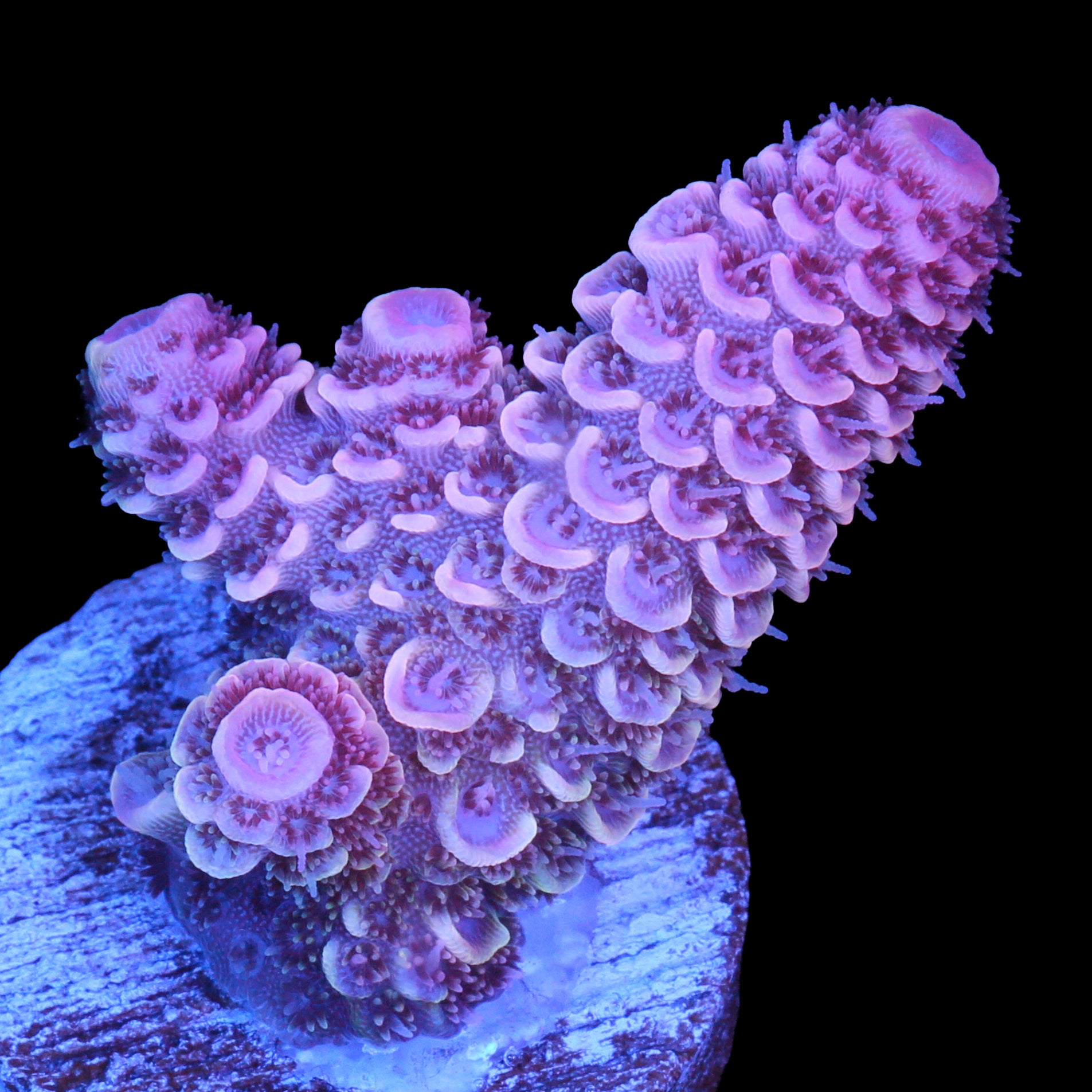 Pink Orchid Spathulata Acropora Coral