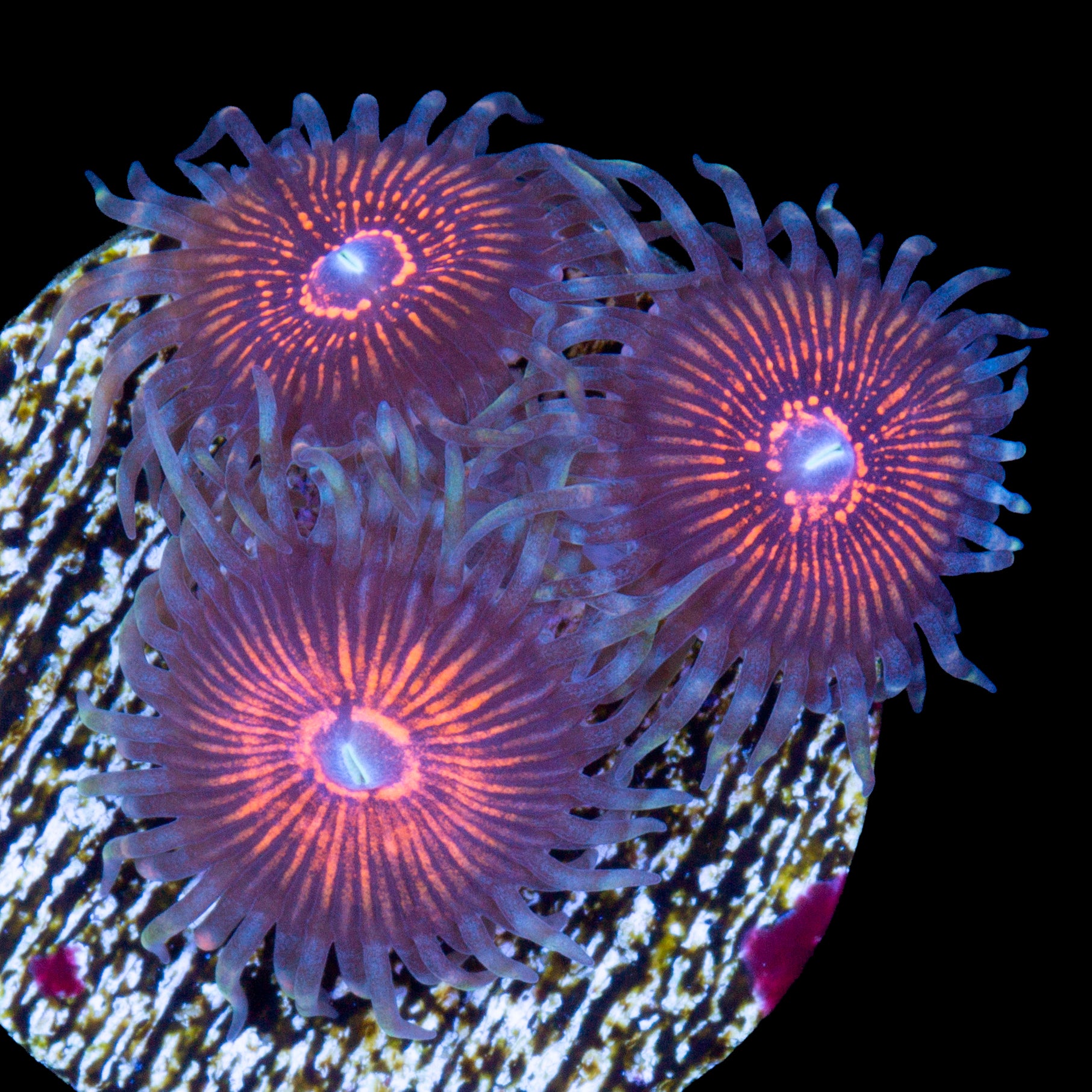 Vivid's Bad Hair Day Zoanthids