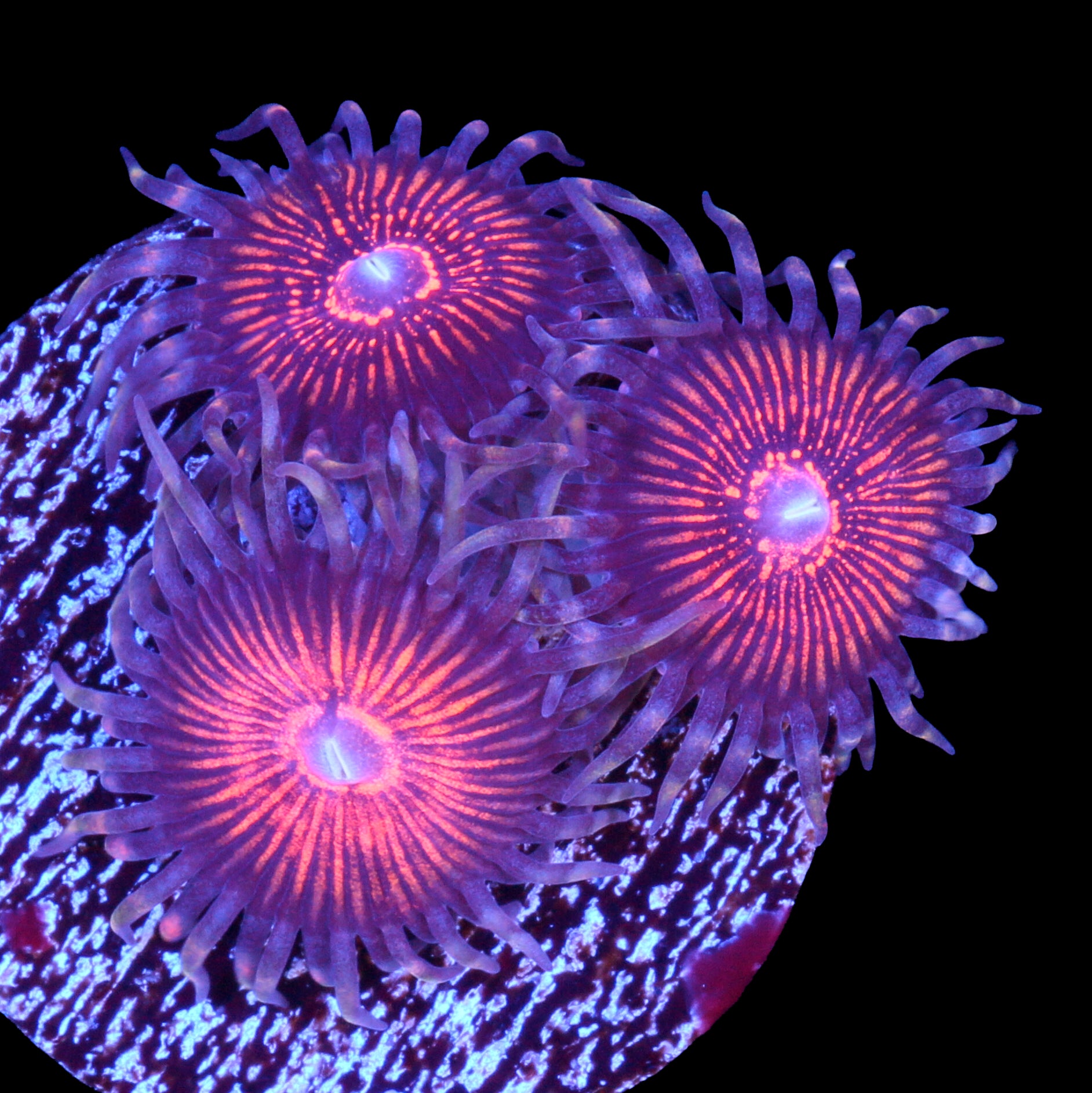 Vivid's Bad Hair Day Zoanthids