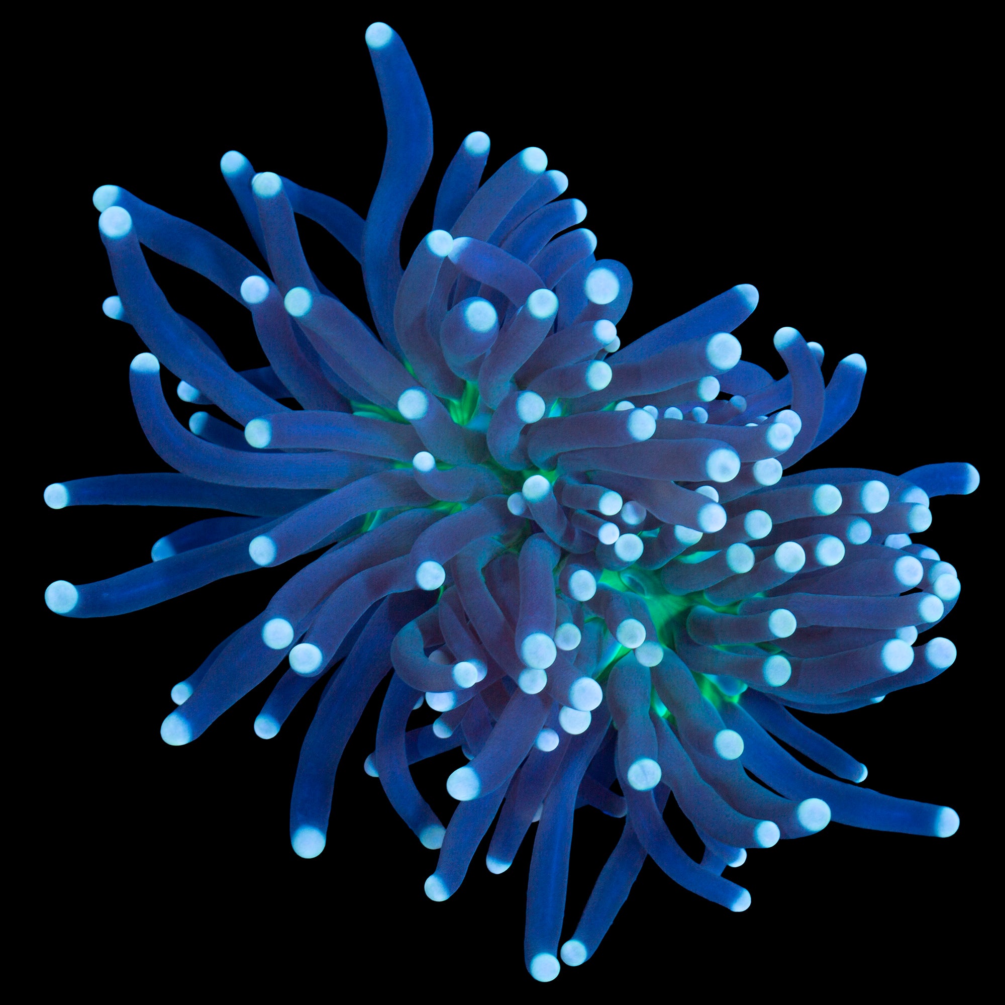 Solomon Islands Atomic Torch Coral