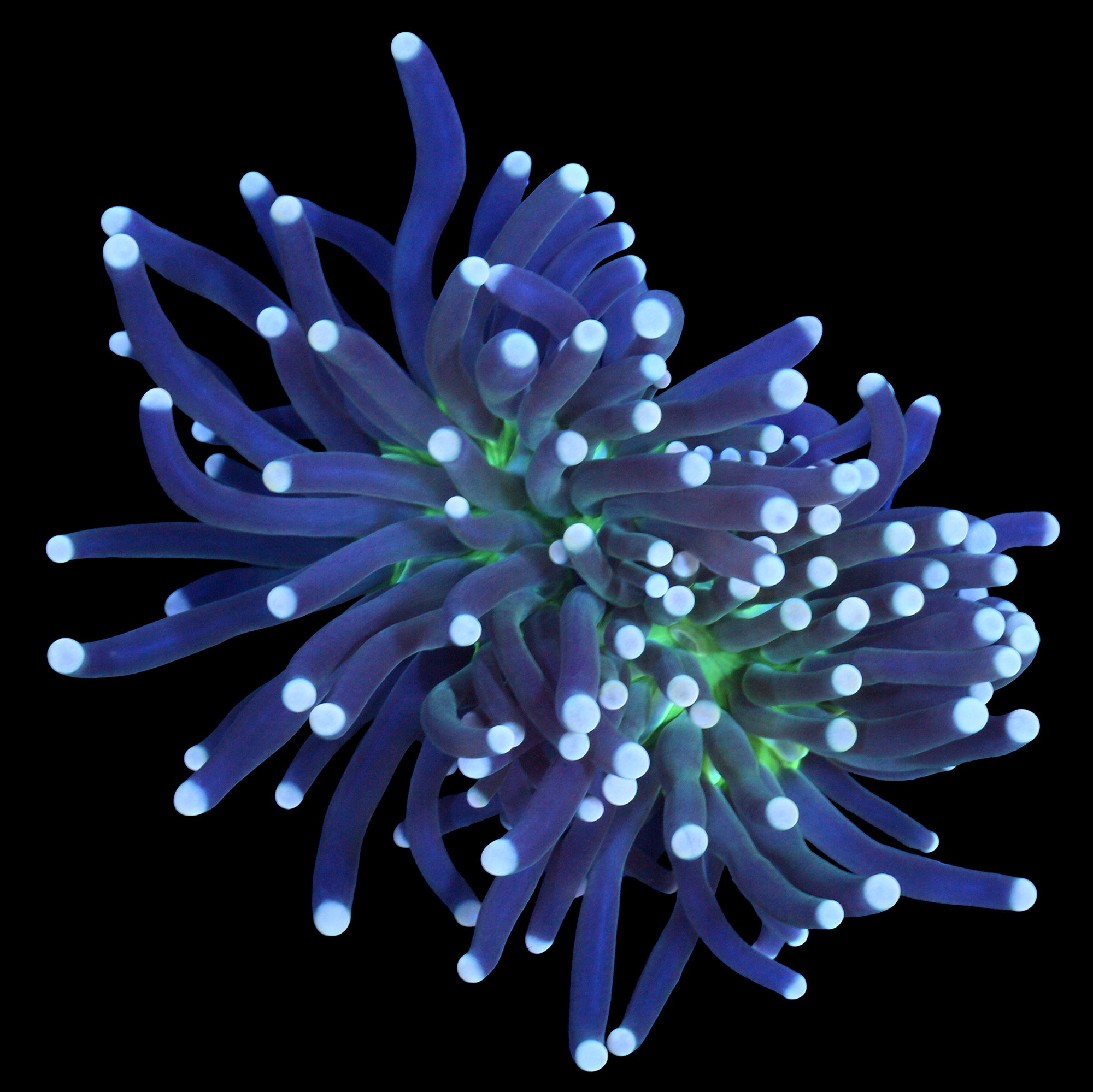 Solomon Islands Atomic Torch Coral