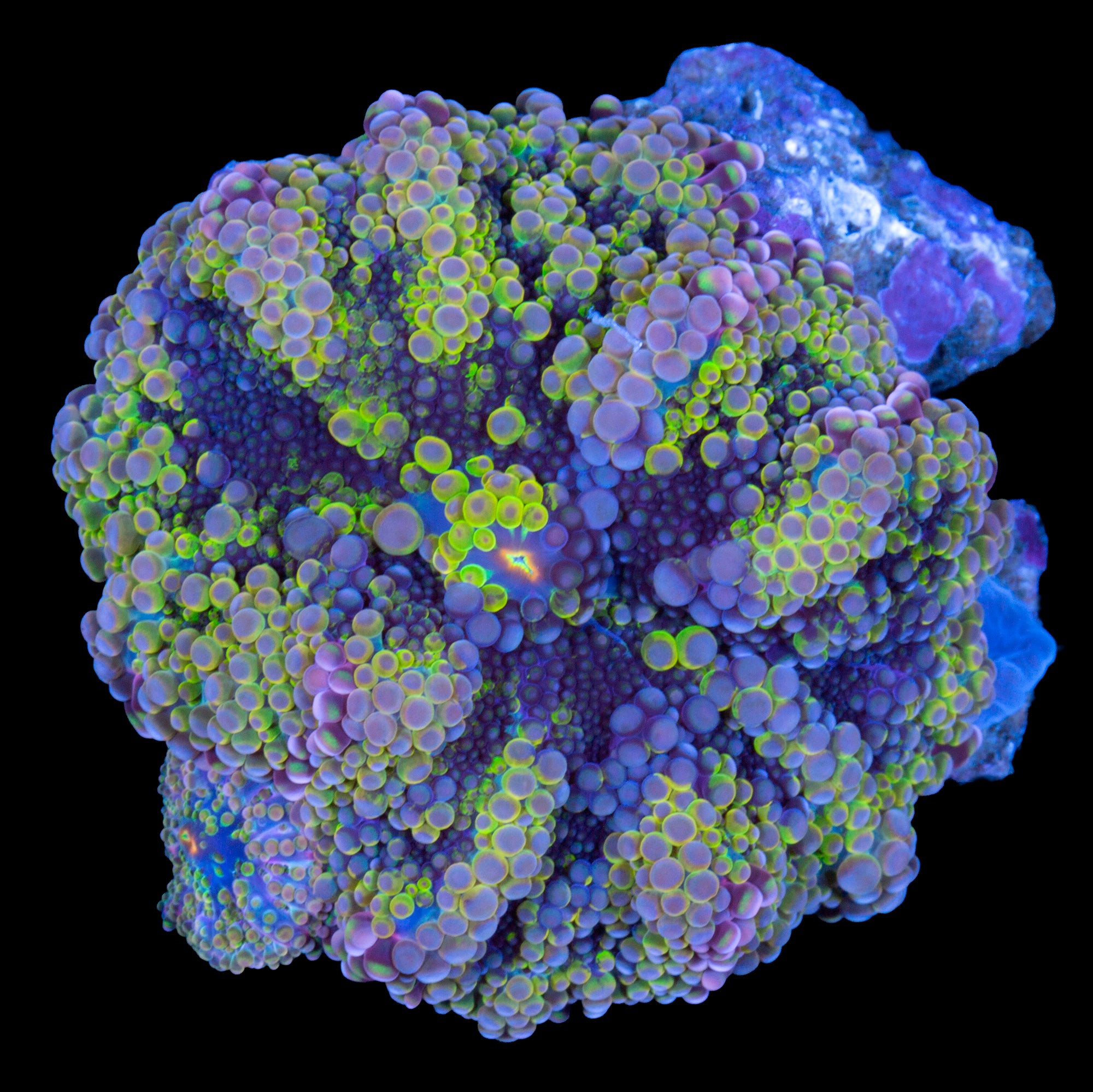 Solomon Islands Rainbow Ricordea Mushroom