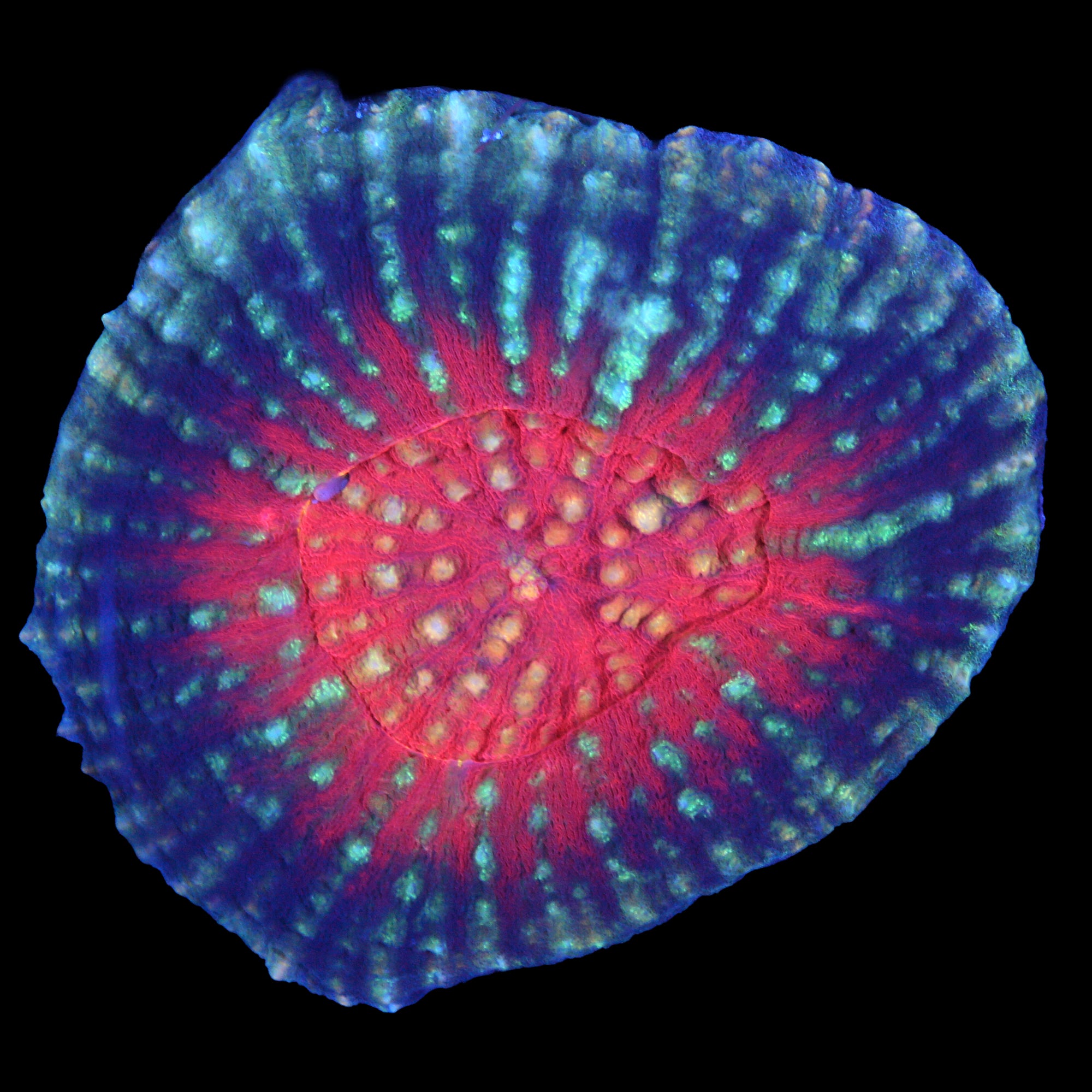 Ultra Solomon Island Scolymia Coral
