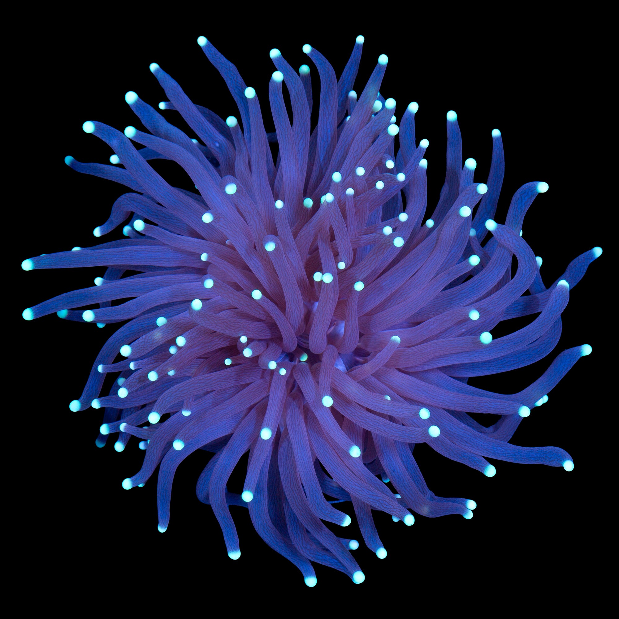 Skywalker Torch Coral