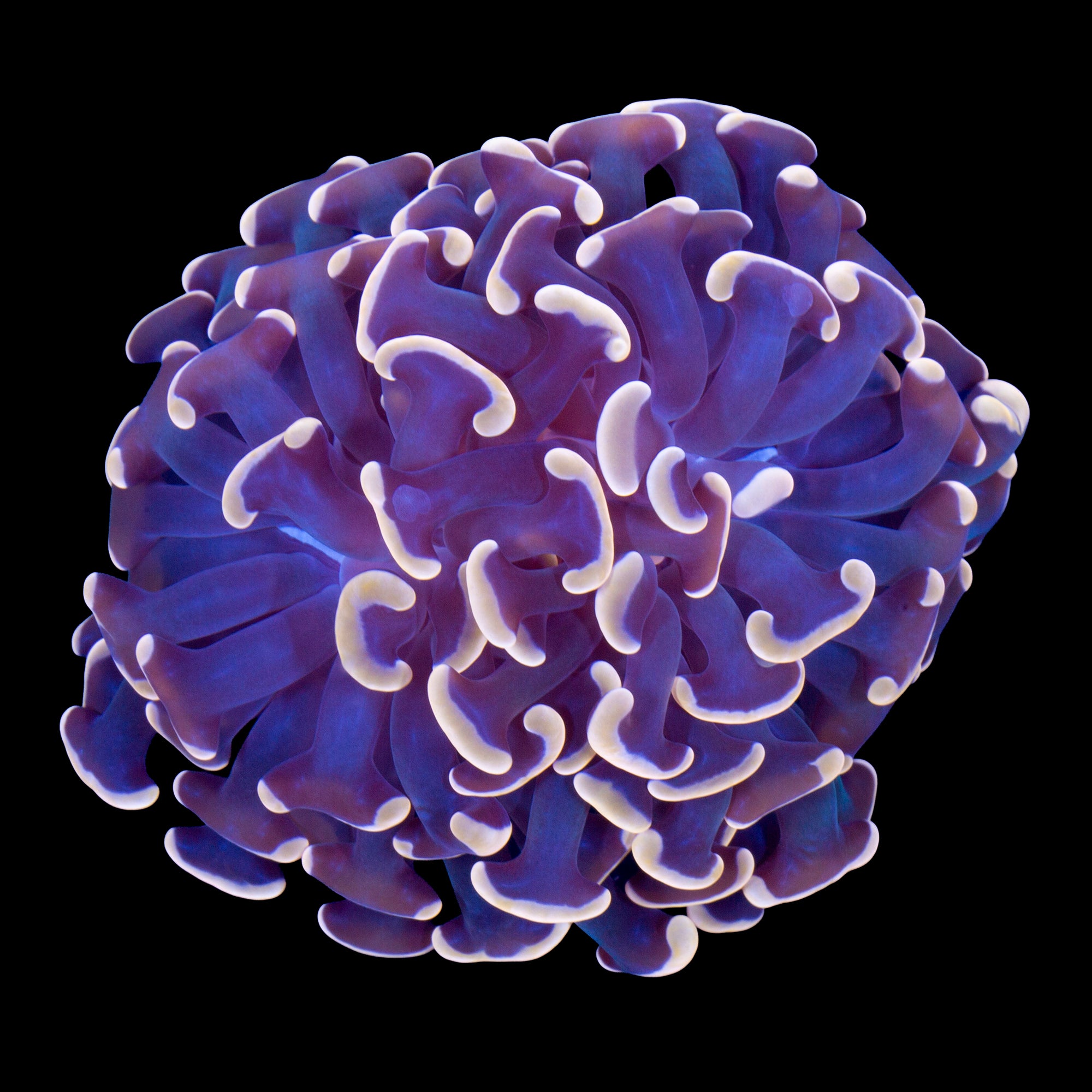 Orange Branching Hammer Coral
