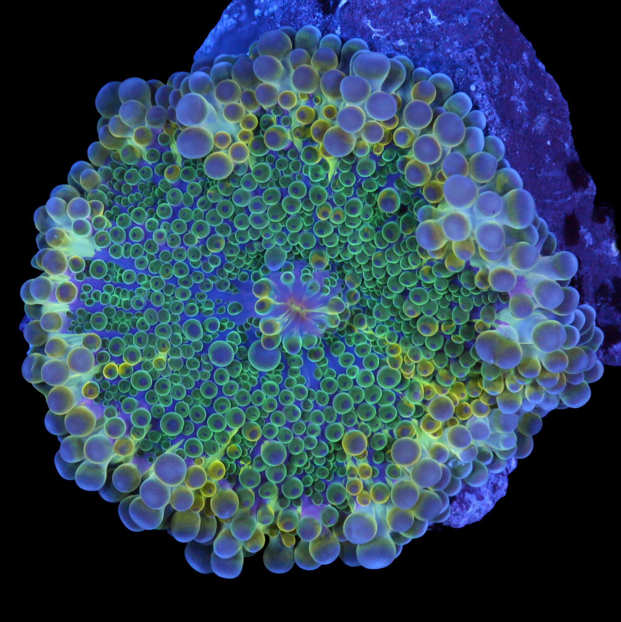 Solomon Islands Ricordea Mushroom