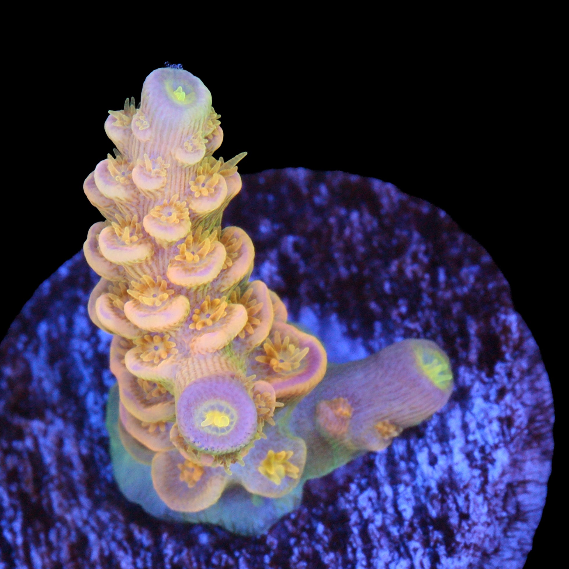 Walt Disney Acropora Coral - 800 Grown