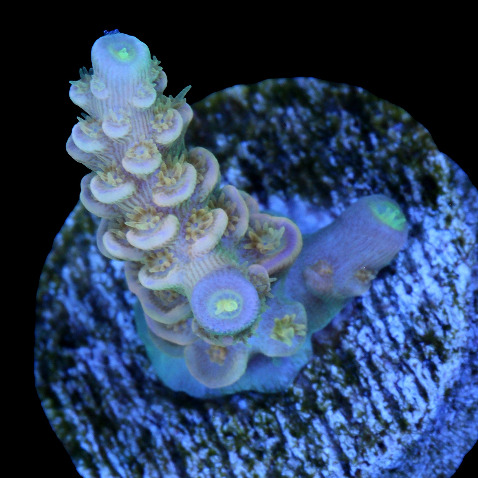 Walt Disney Acropora Coral - 800 Grown