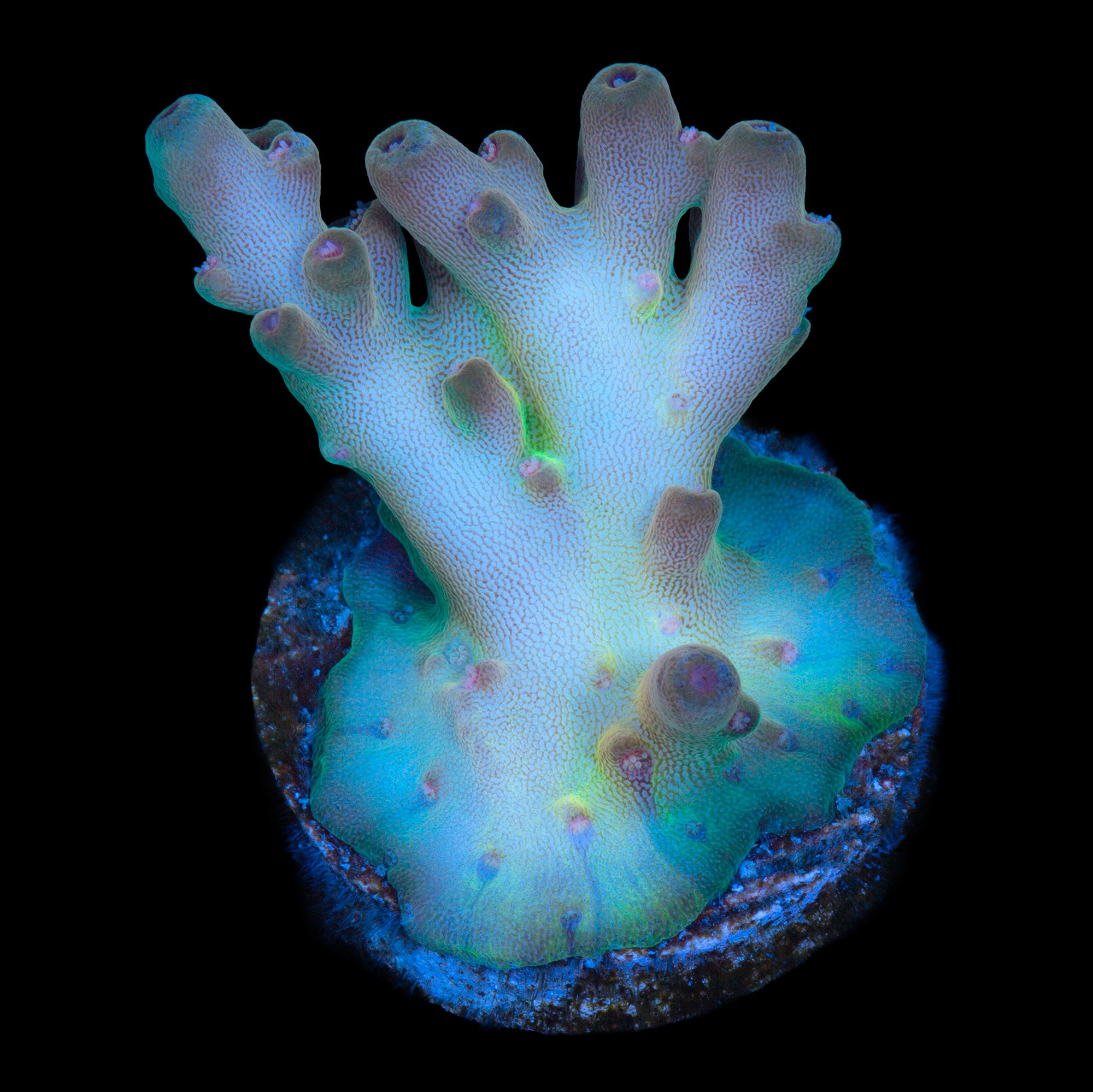 Vivid's Yellow Submarine Acropora Coral - 800 Grown