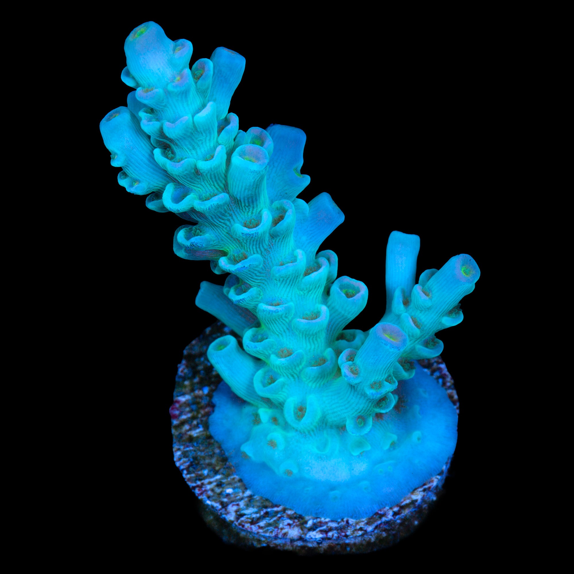Vivid's Daydream Tenuis Acropora Coral - 800 Grown