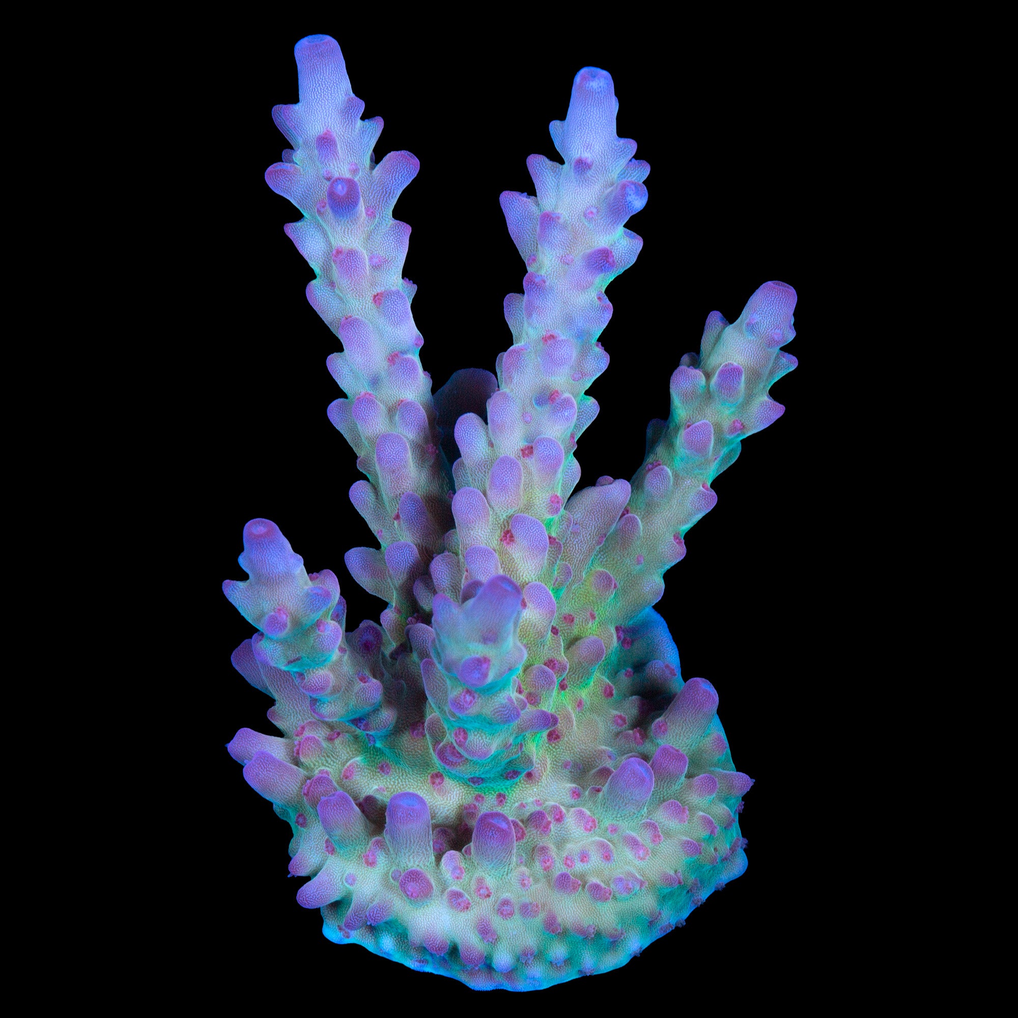 RRC OG Avenger Acropora Coral - 800 Grown - Lg Frag