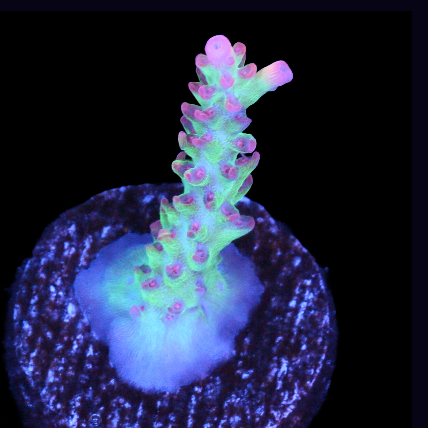 Strawberry Shortcake Acropora Coral (Copy)