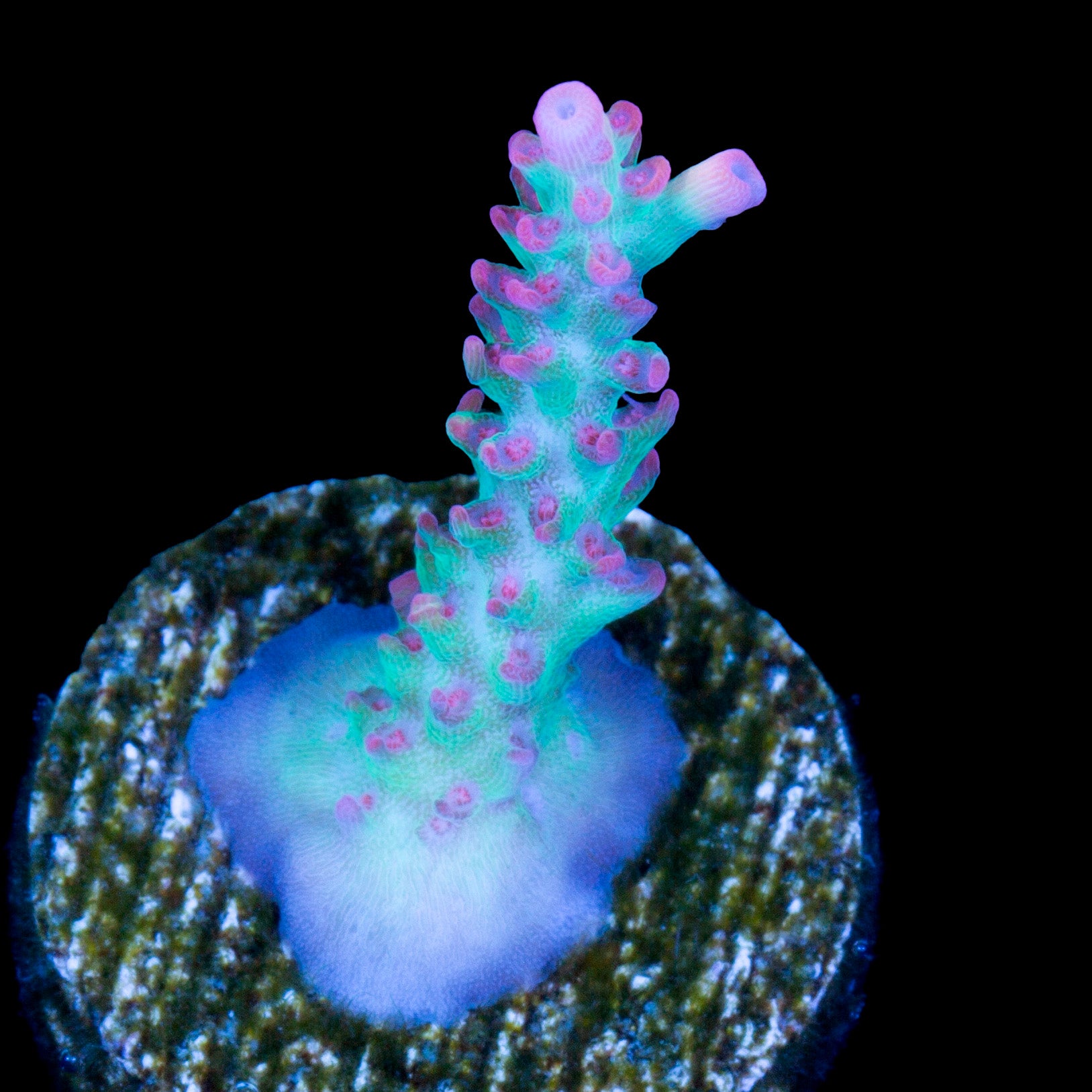 Strawberry Shortcake Acropora Coral (Copy)