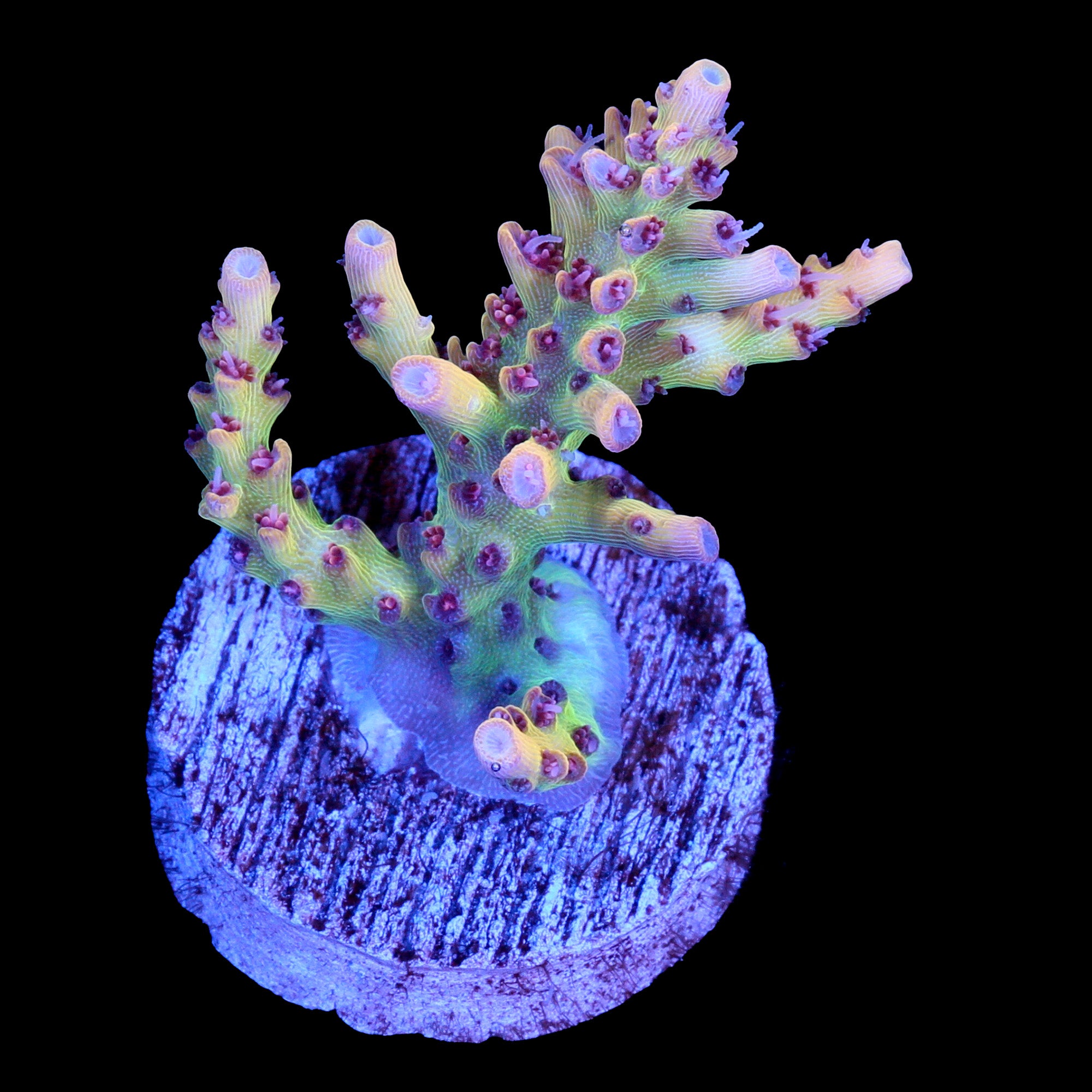 Tyree Pink Lemonade Acropora Coral - Chunky Frag