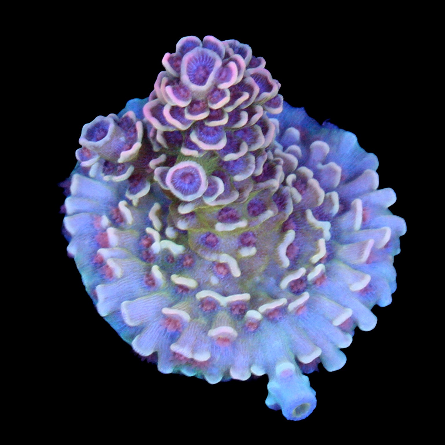 Rose Petal Acropora Coral