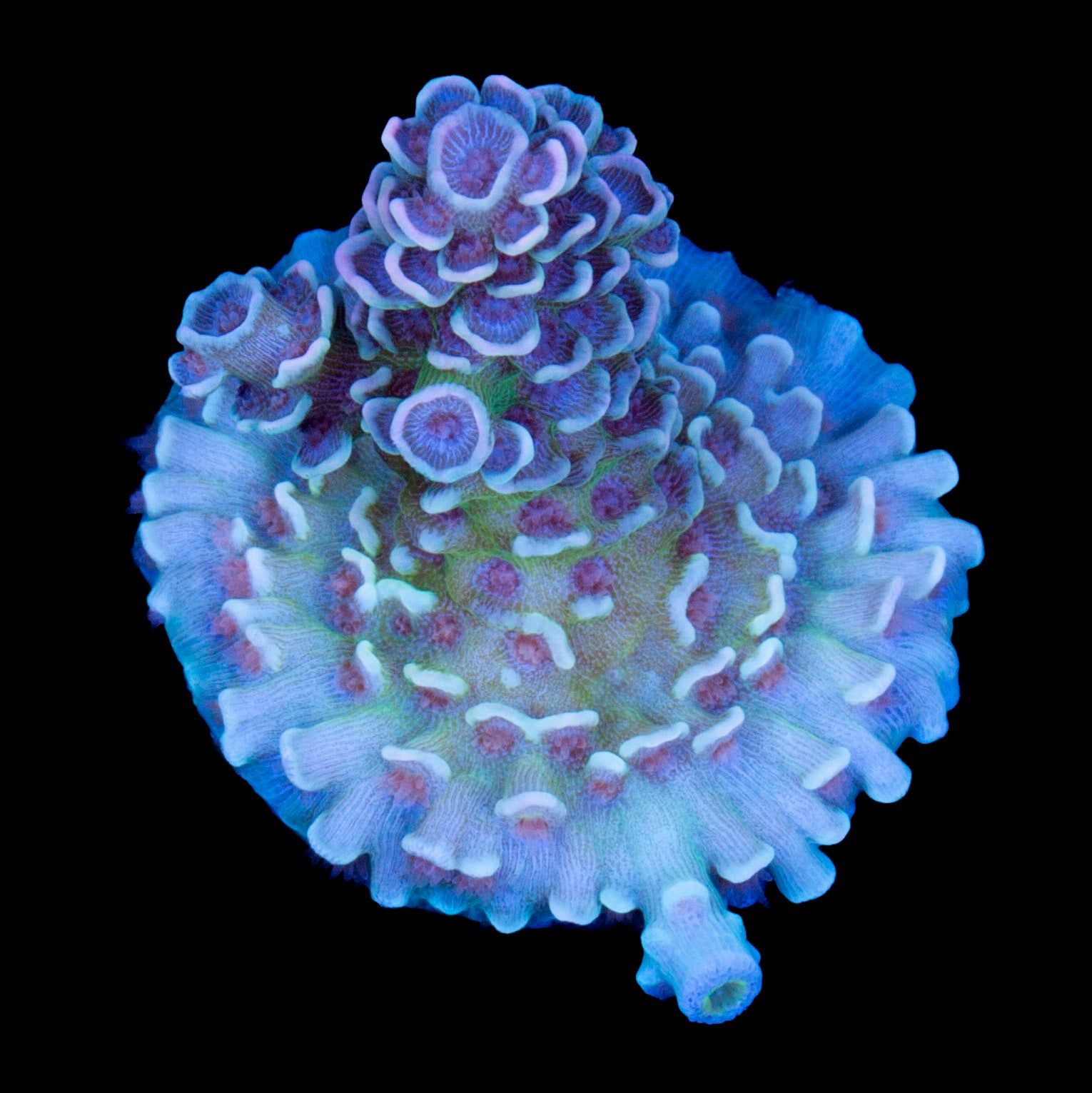 Rose Petal Acropora Coral