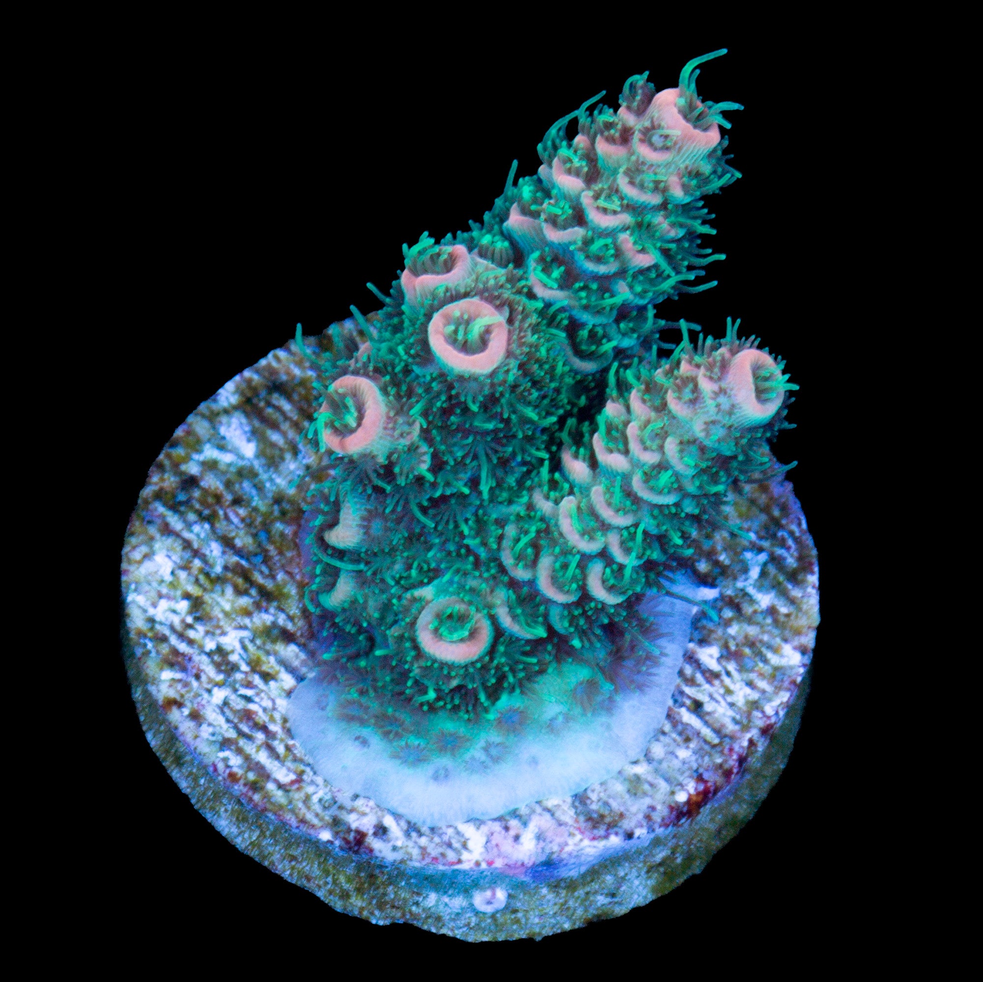 Flame Tip Millepora Acropora Coral - 800 Grown