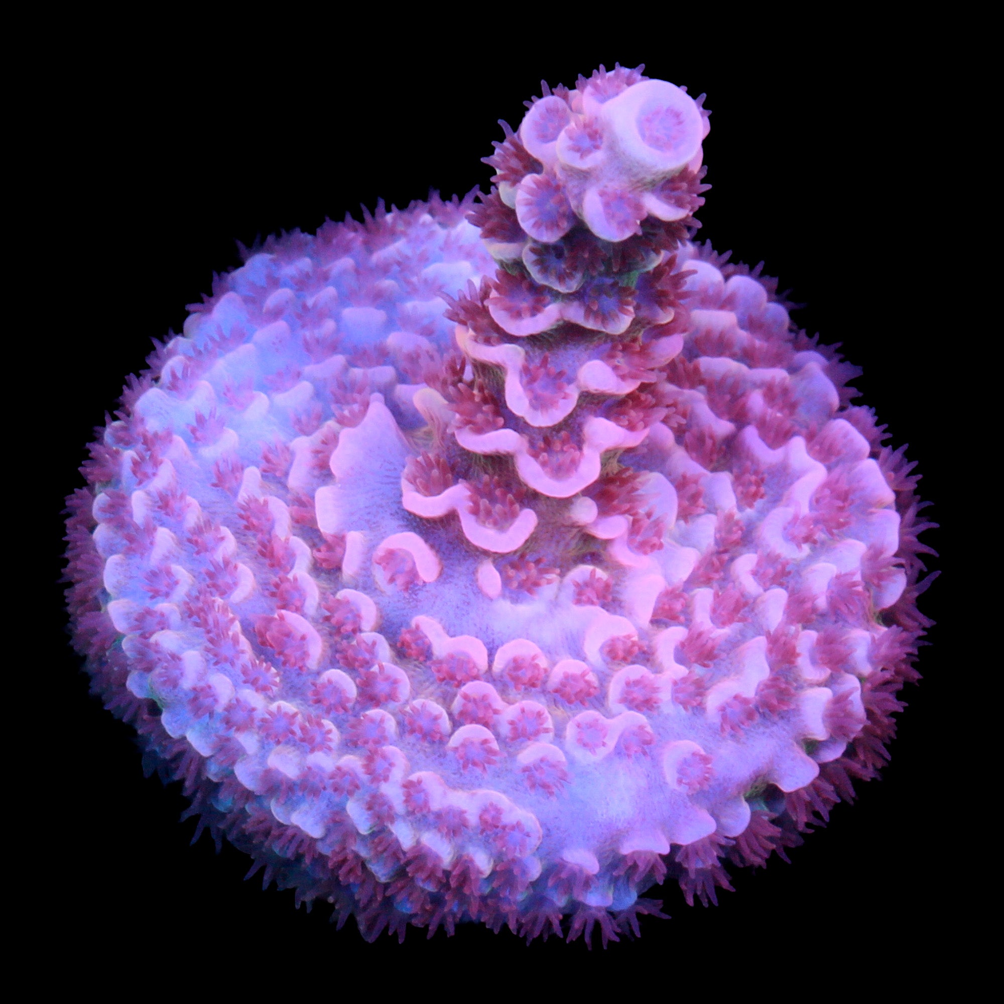 TGC Cherry Bomb Tenuis Acropora Coral