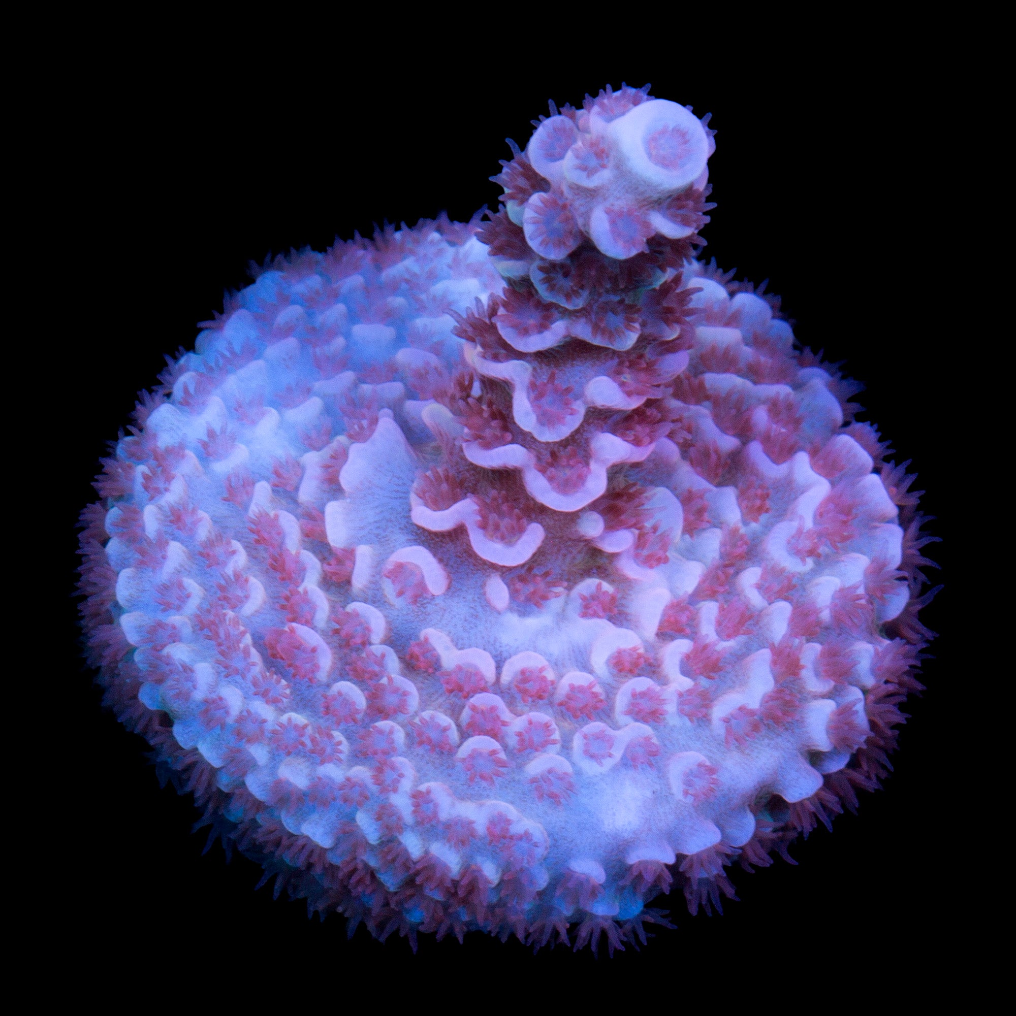 TGC Cherry Bomb Tenuis Acropora Coral