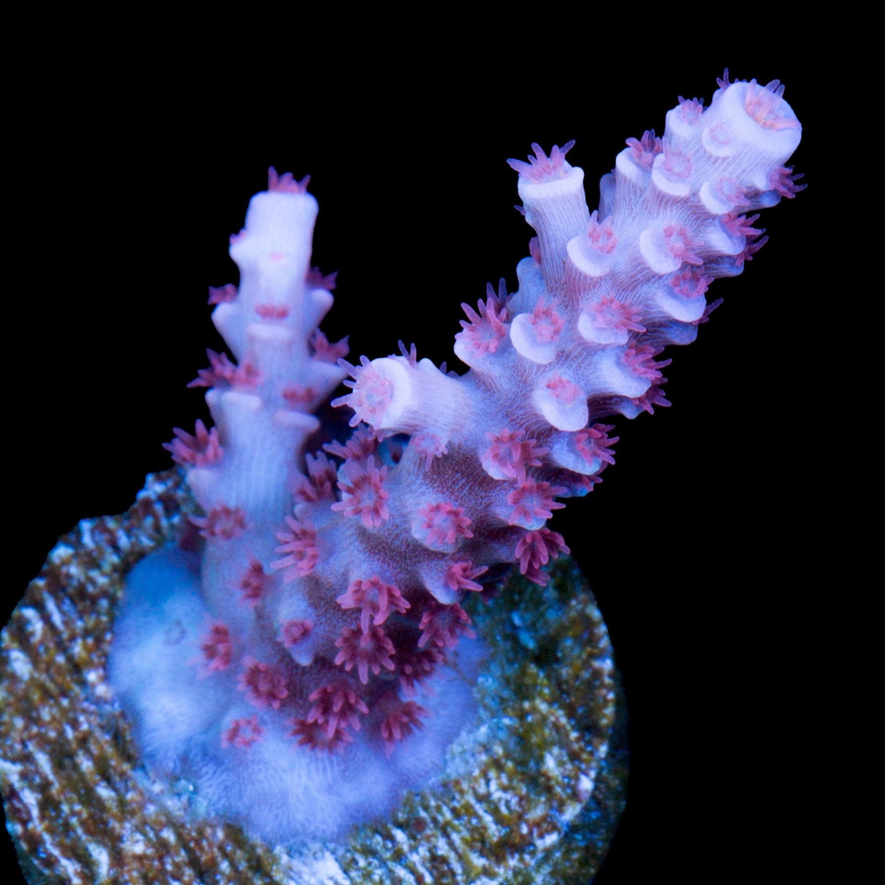 TGC Cherry Bomb Tenuis Acropora Coral