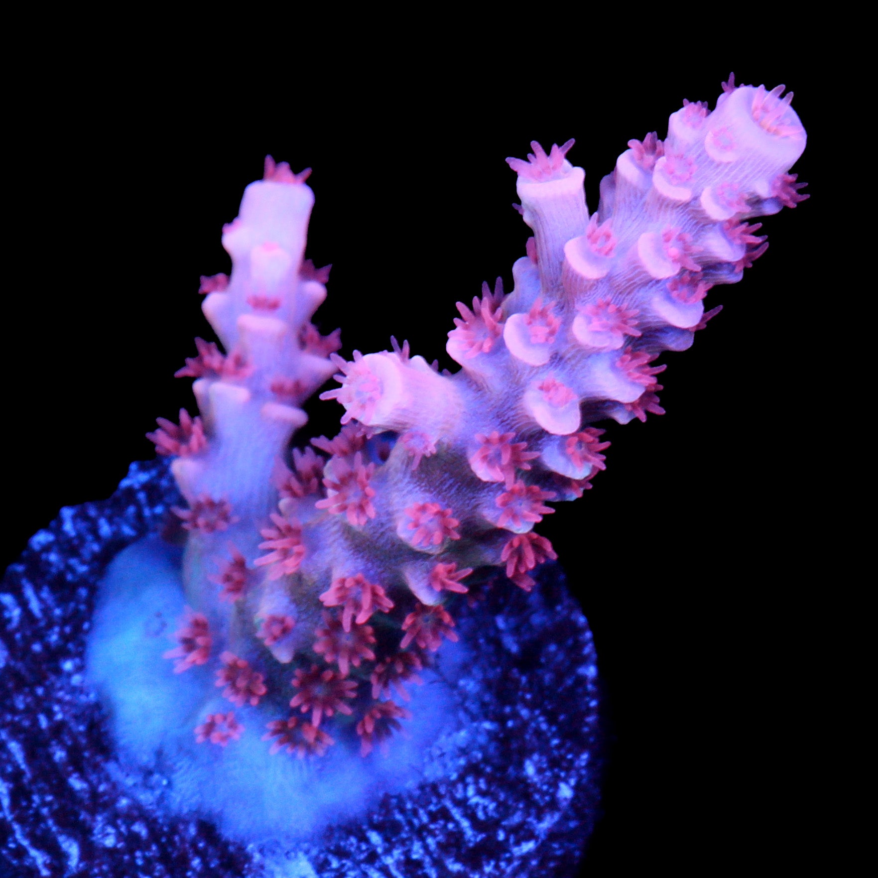 TGC Cherry Bomb Tenuis Acropora Coral