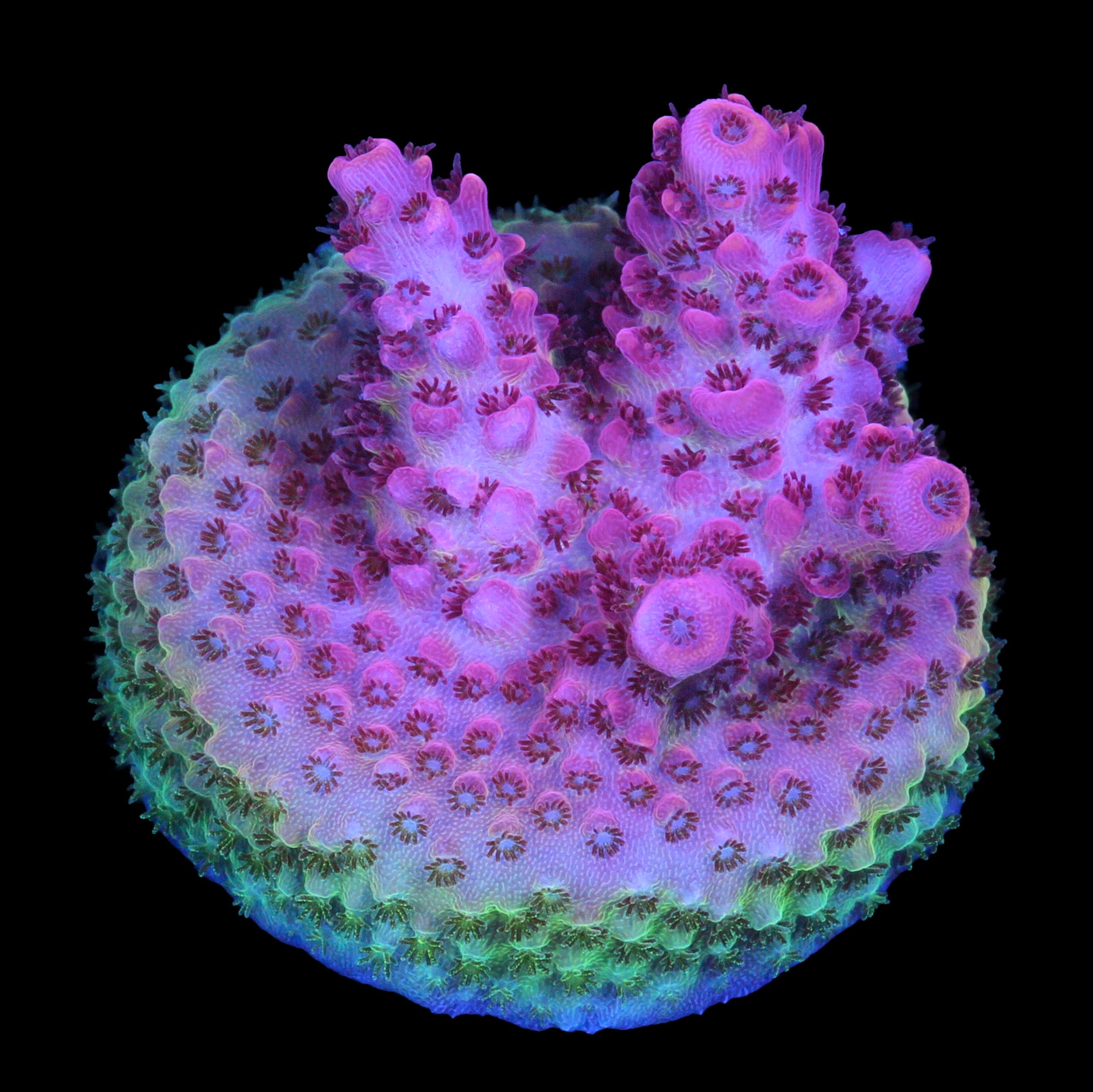 Vivid's Peppermint Table Acropora Coral