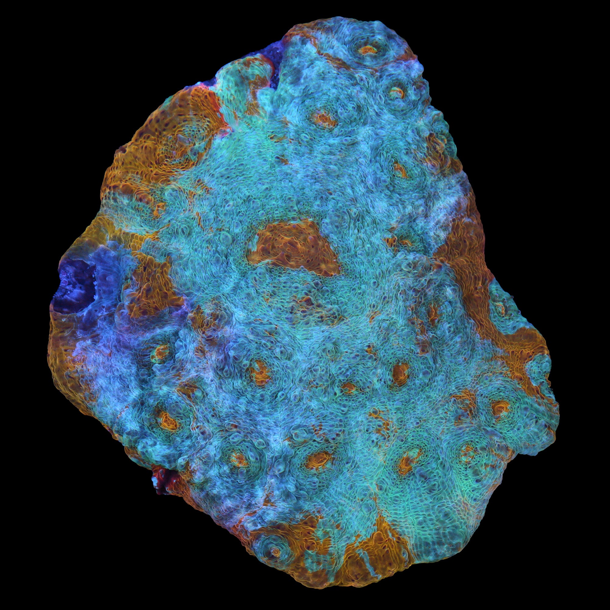 Seafoam Echinophyllia Coral Colony