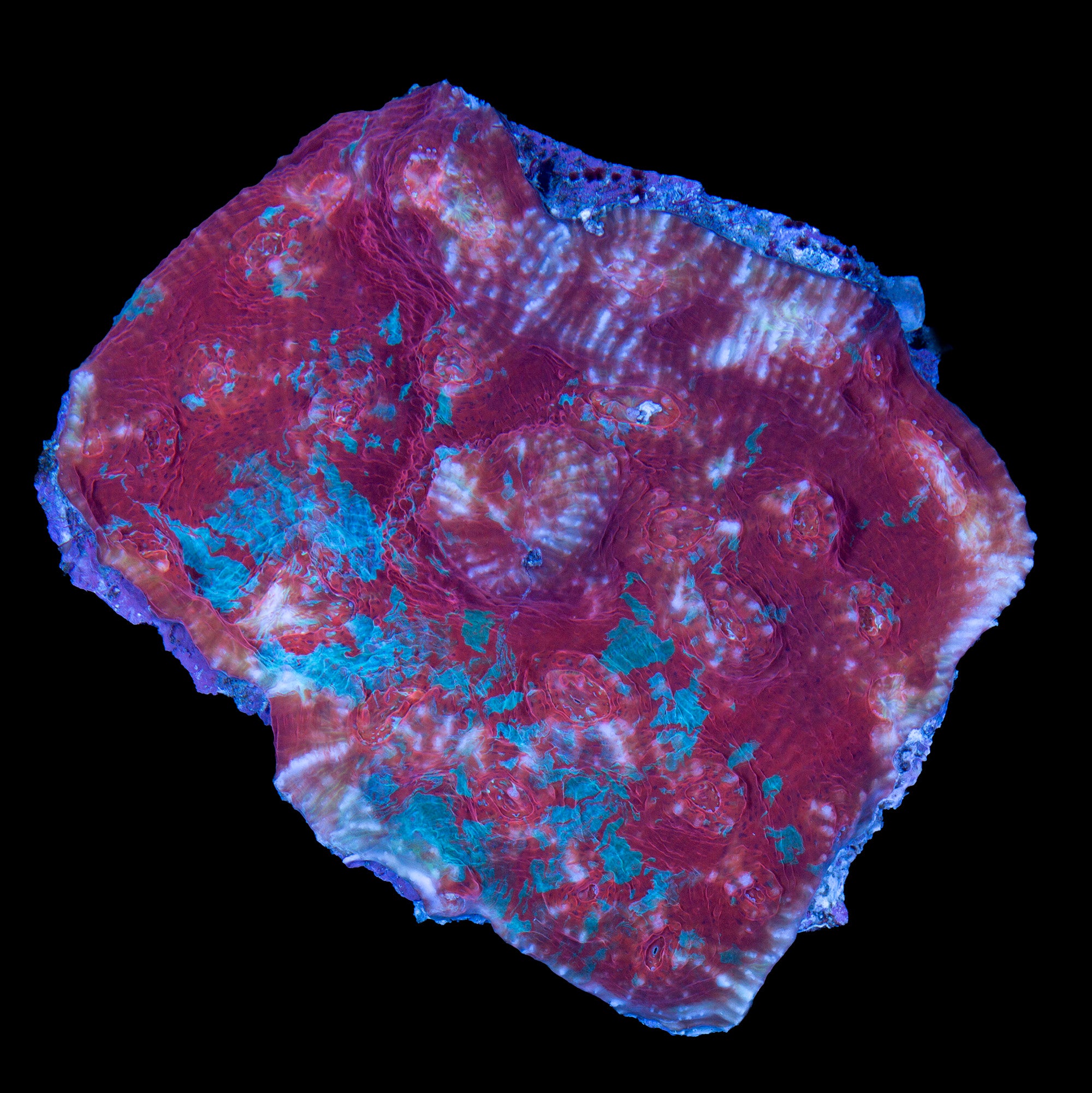 Hot Tamale Echniophyllia Coral Colony