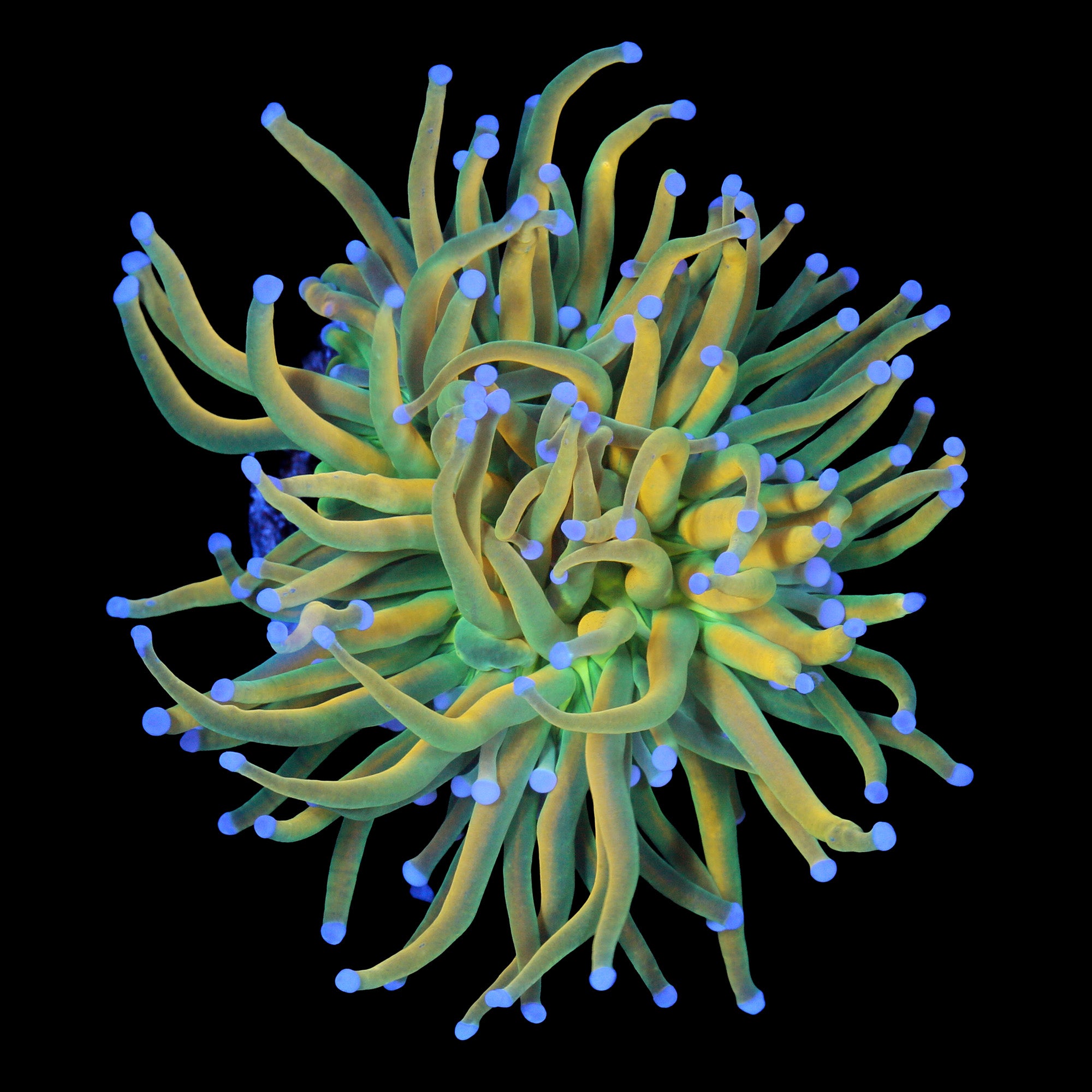 Holy Grail Torch Coral