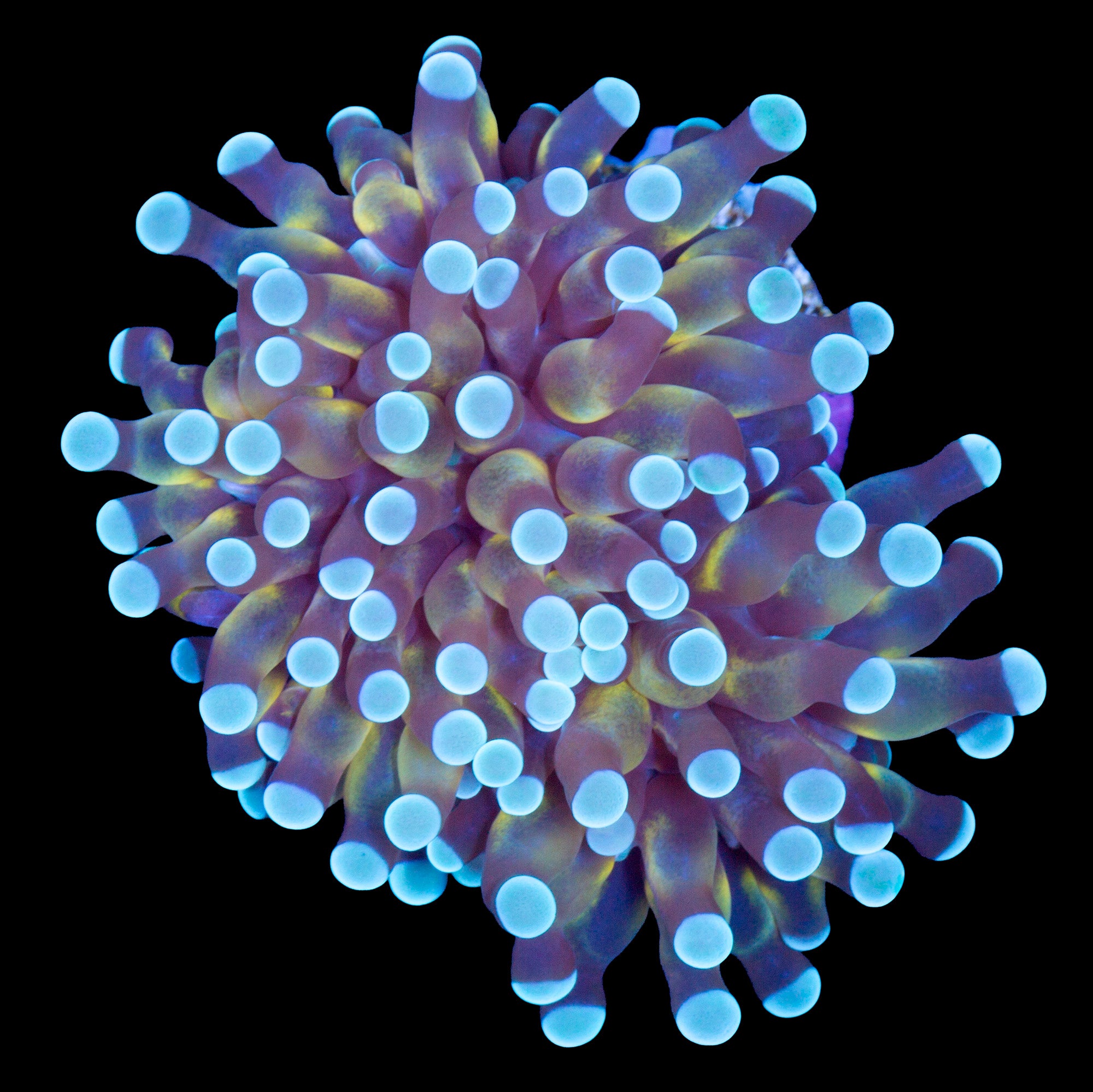 Cristata Torch Coral