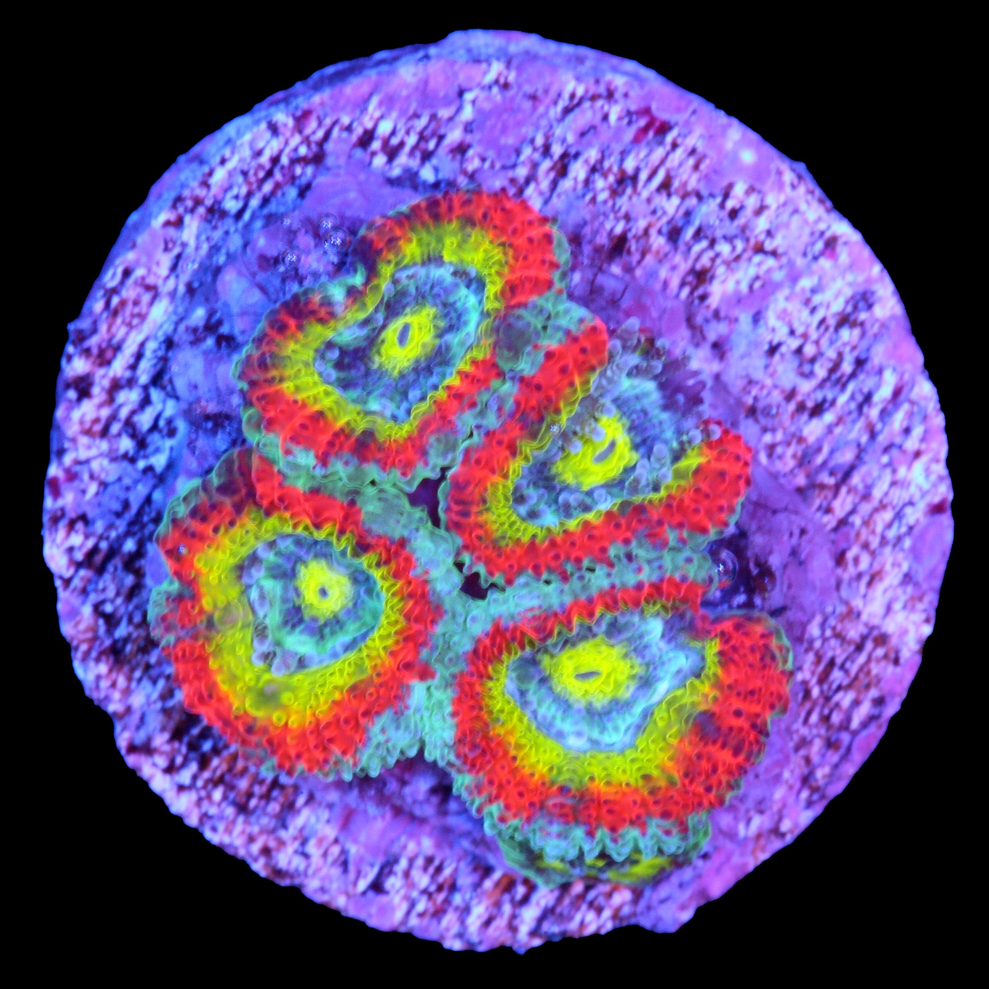 Holy Grail Micromussa Coral