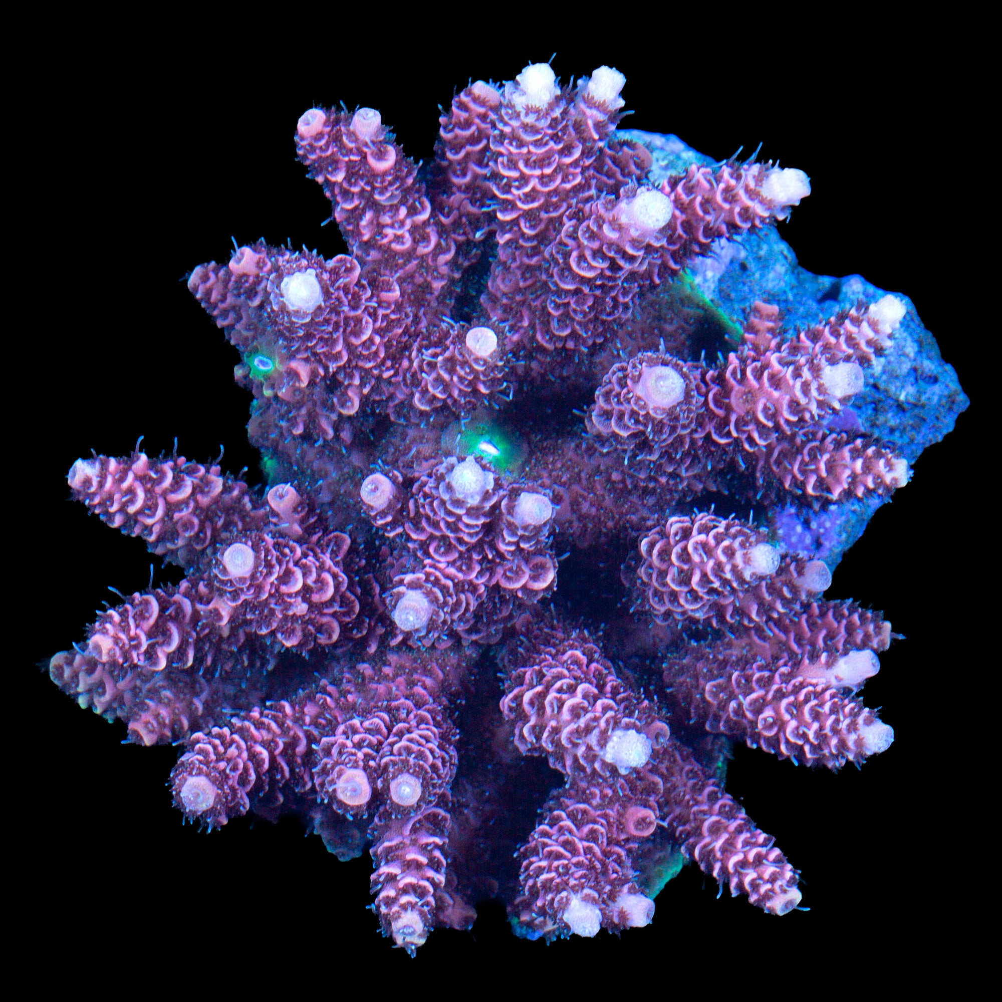 Ultra Solomon Island Millepora Acropora Coral Colony
