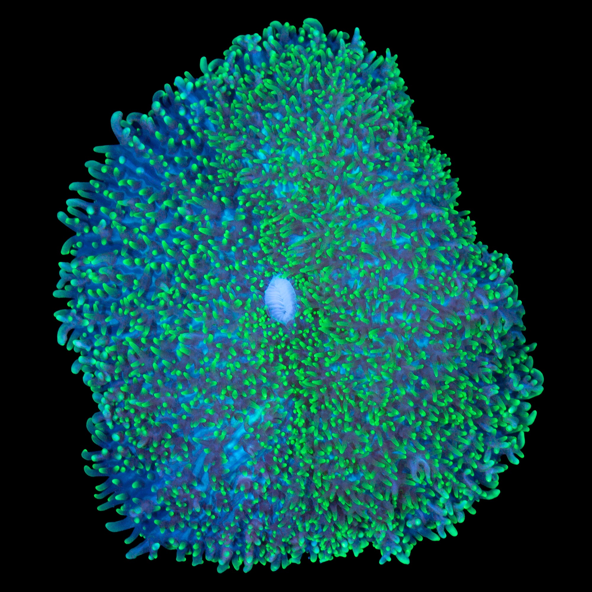 XL Green Hairy Mushroom