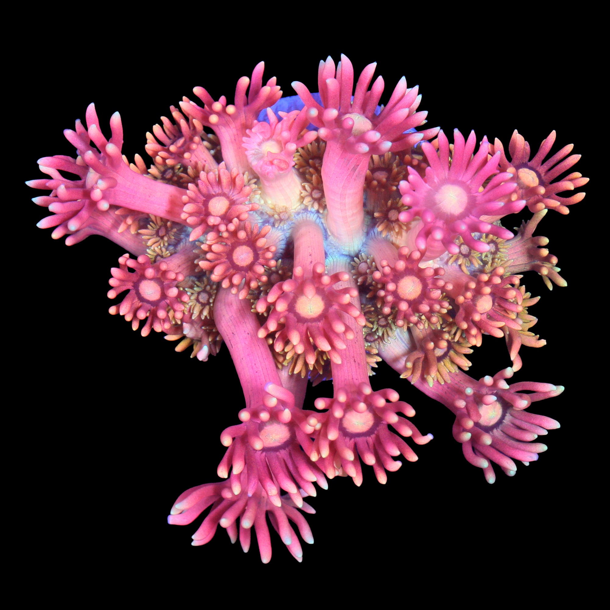Vivid's Cosmic Twilight Goniopora Coral - 800 Grown