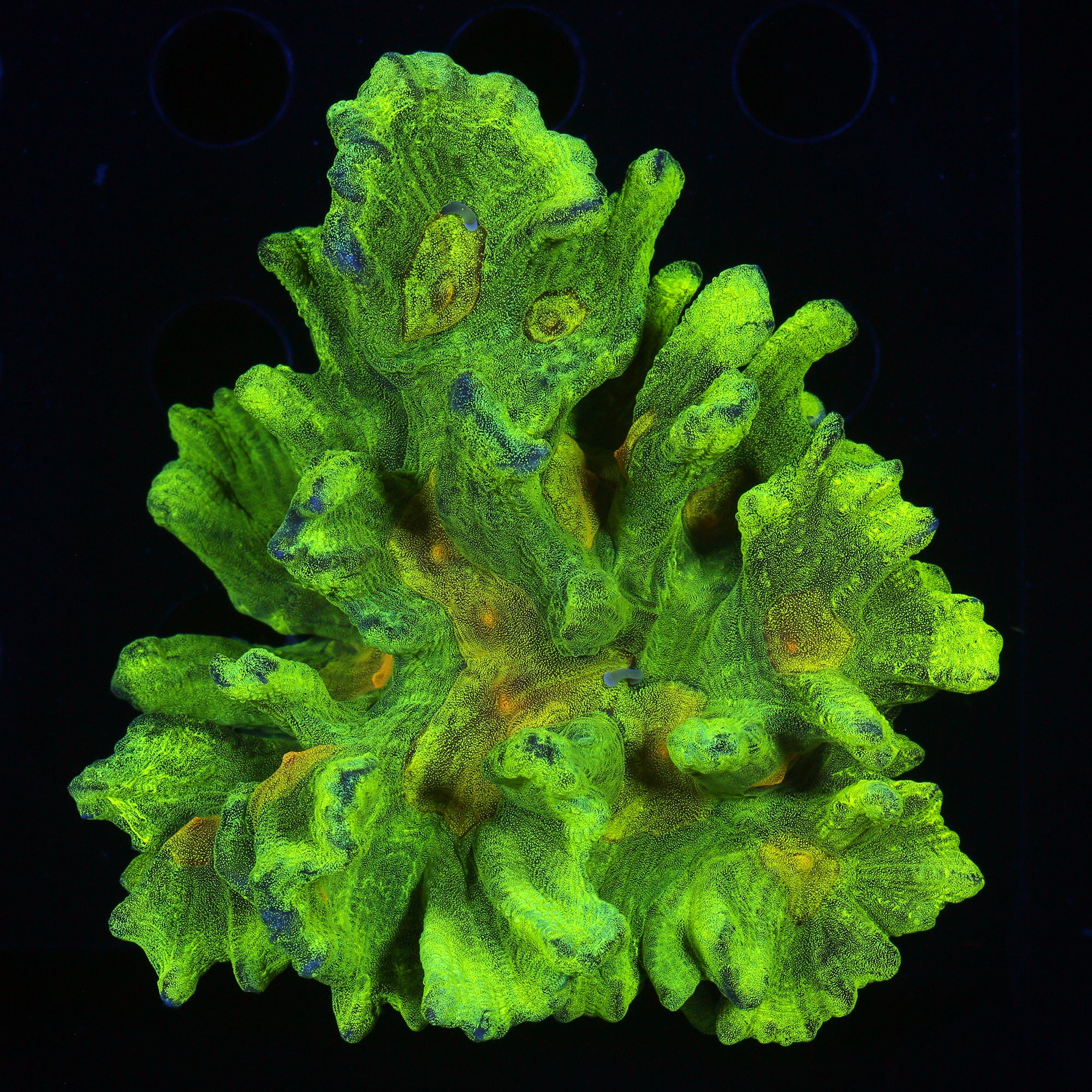 Space Invader Pectinia Coral Colony