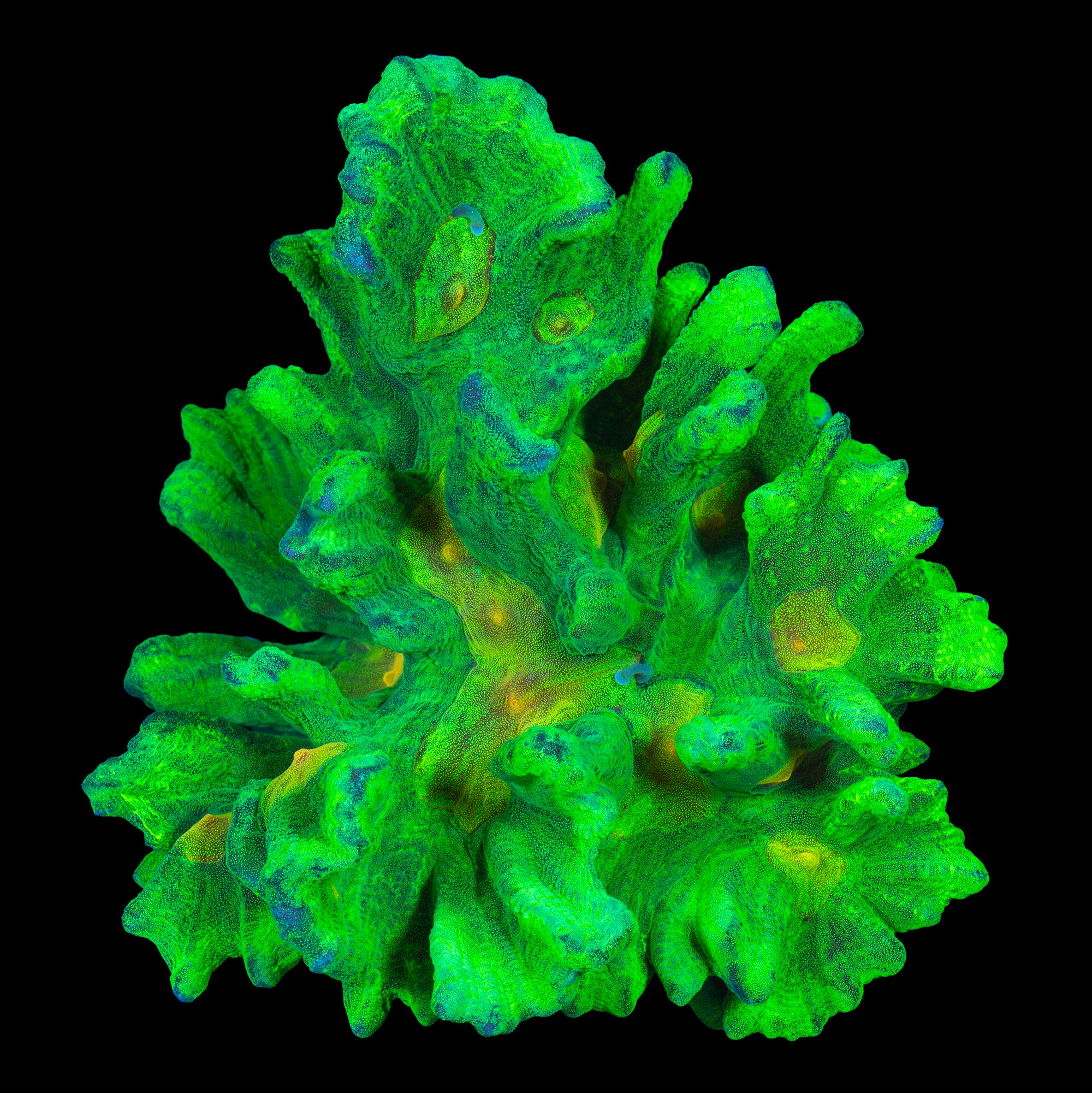 Space Invader Pectinia Coral Colony