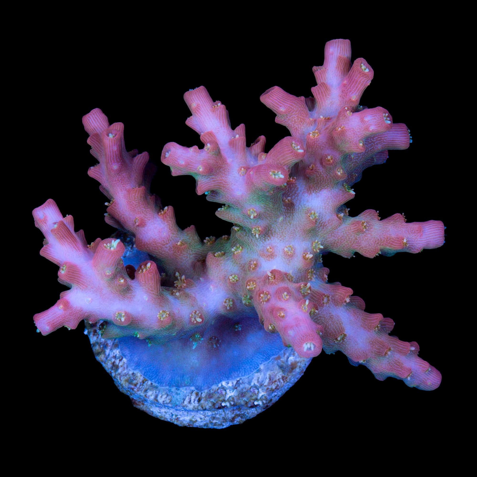 Cofefe Acropora Coral - Lg Frag